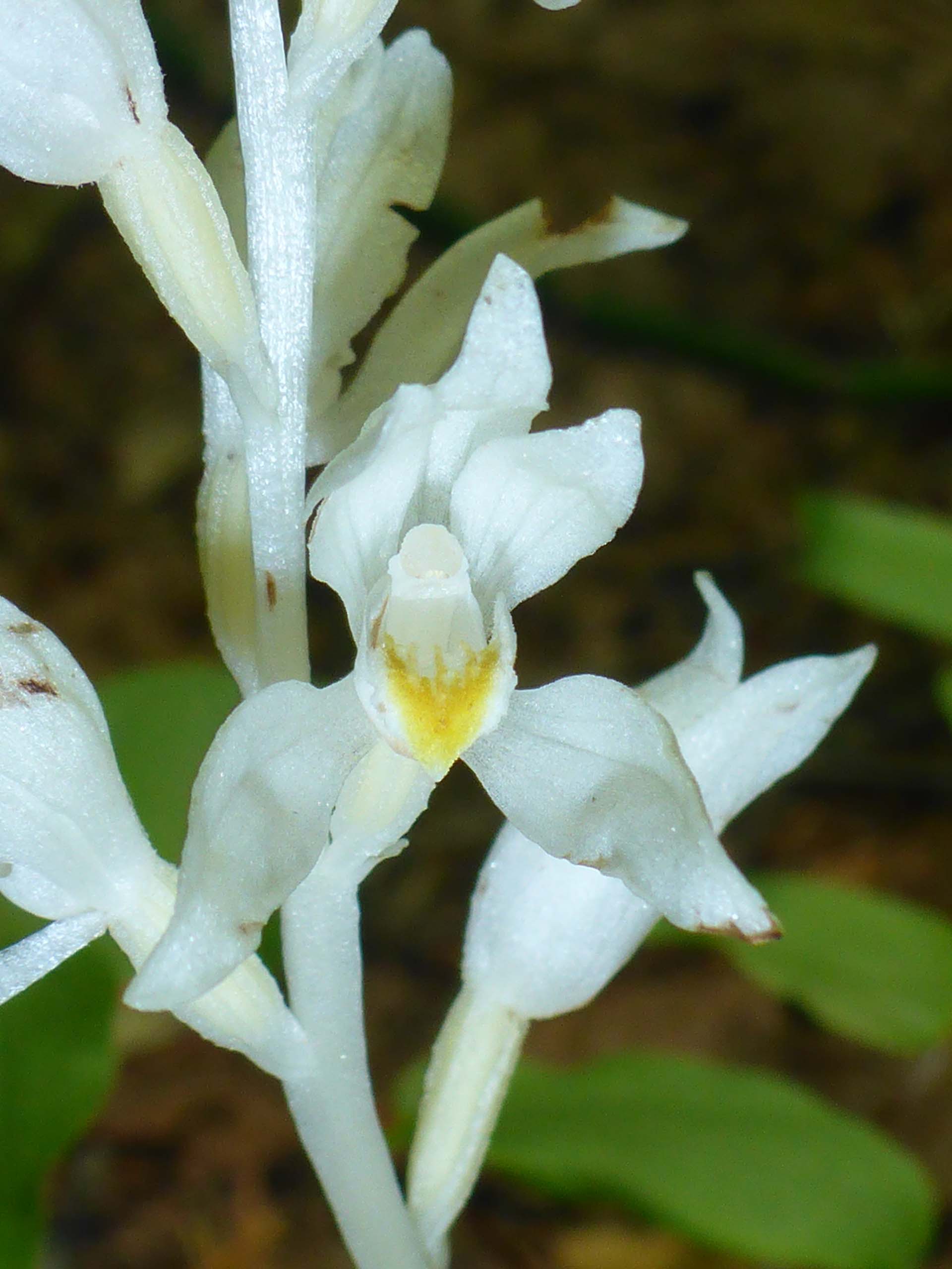 Phantom orchid close-up. D. Burk.