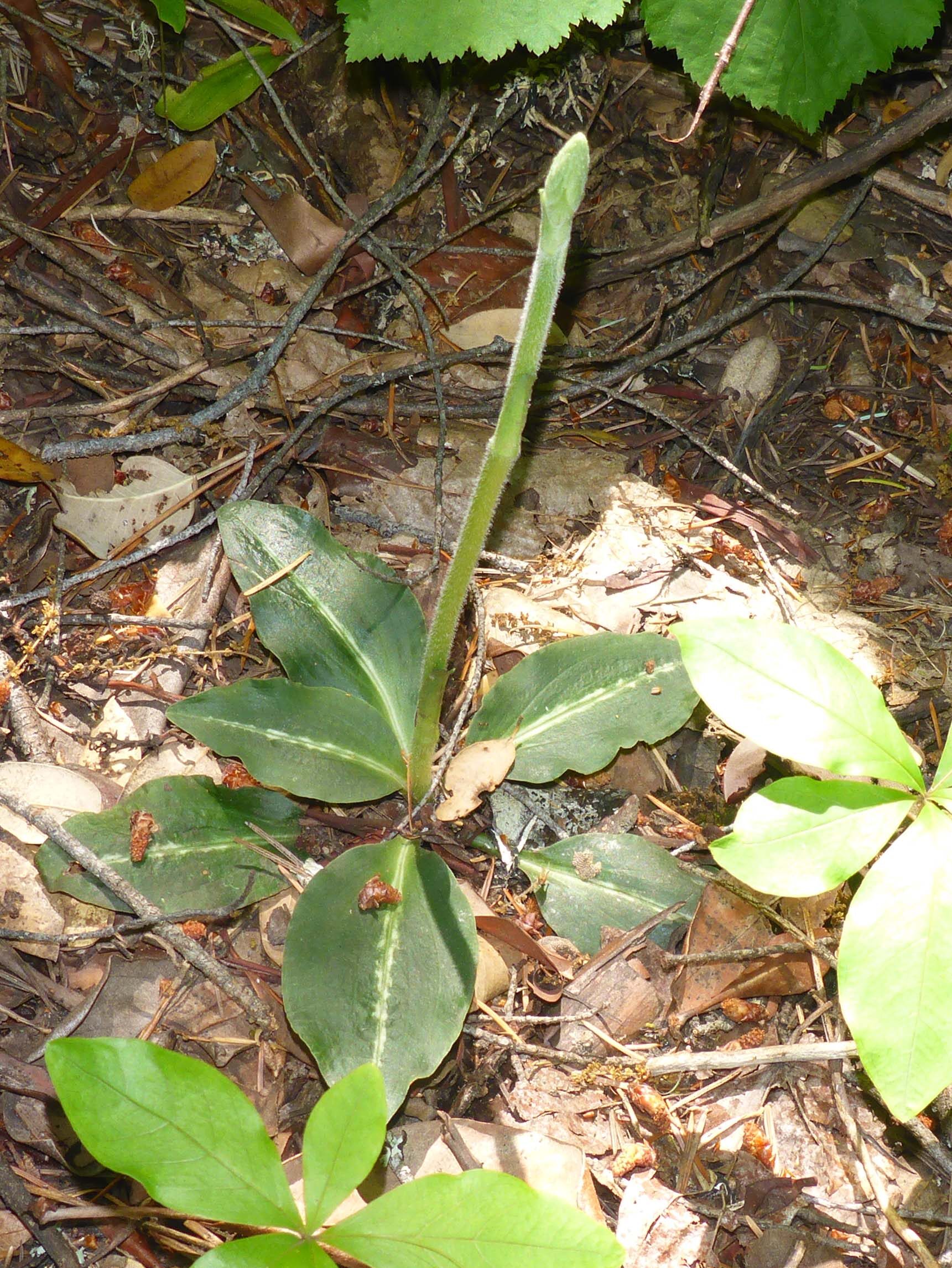 Rattlesnake-plantain. D. Burk.