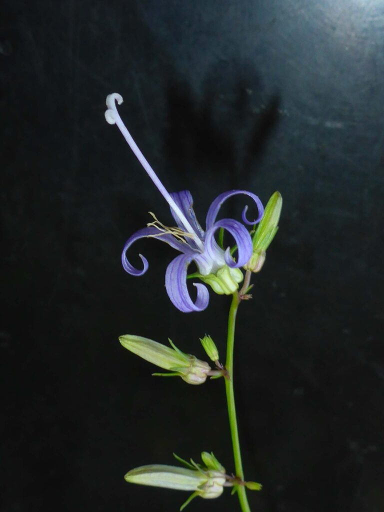 California harebell. D. Burk.  June 28, 2023.  Weaver Basin Trail System, Weaverville.