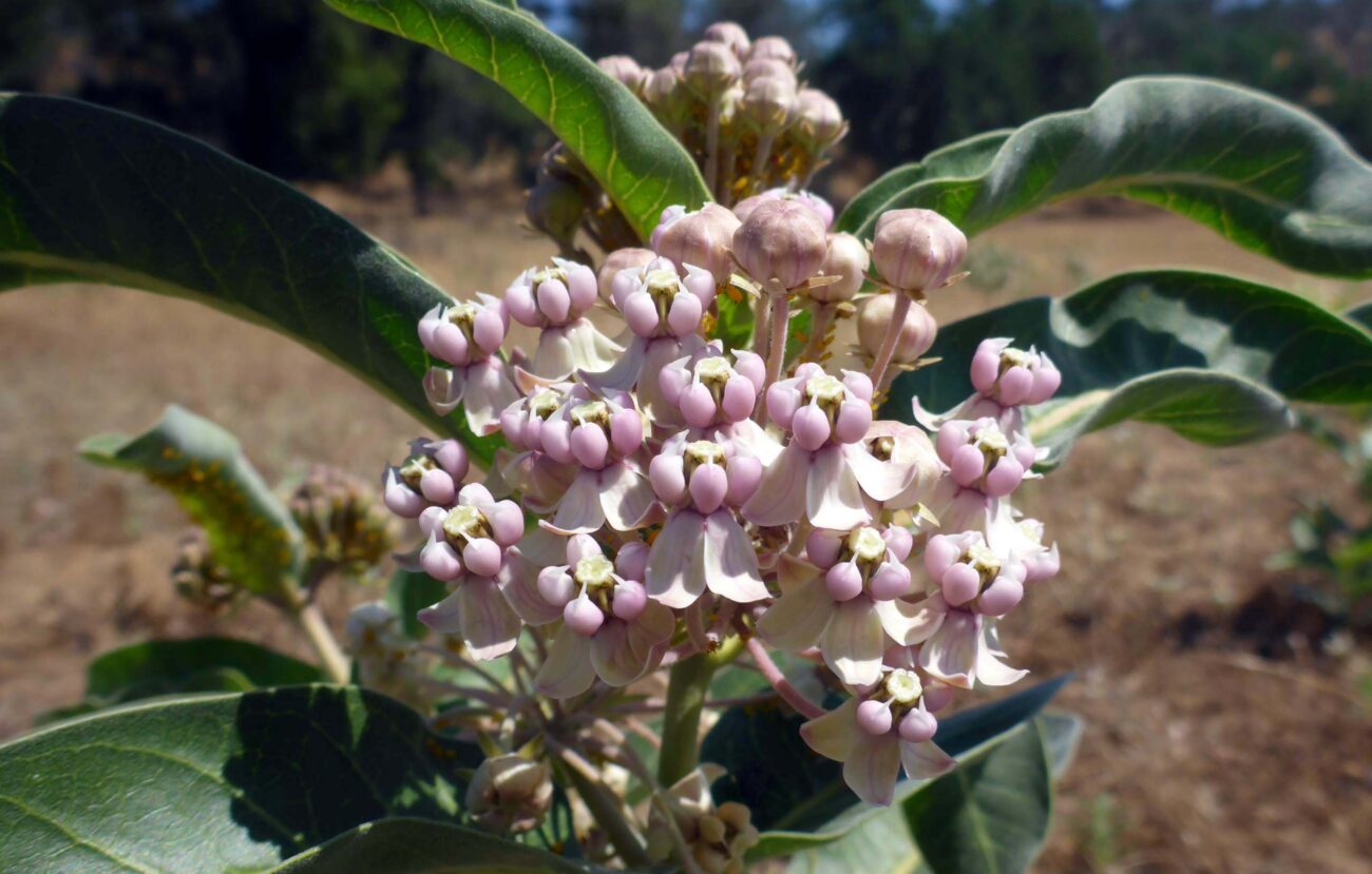 Indian milkweed. D. Burk.