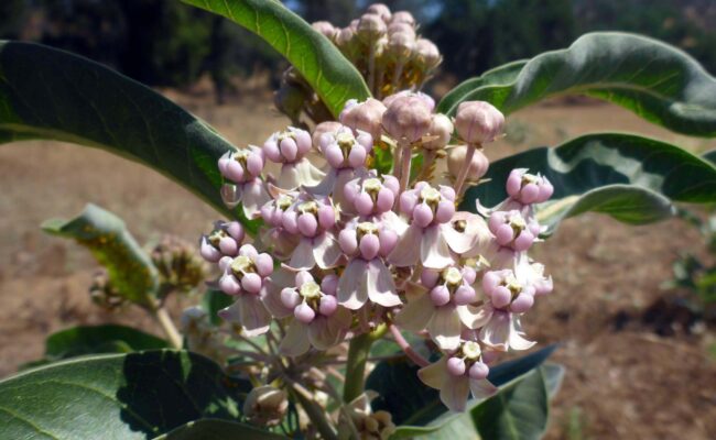 Indian milkweed. D. Burk.