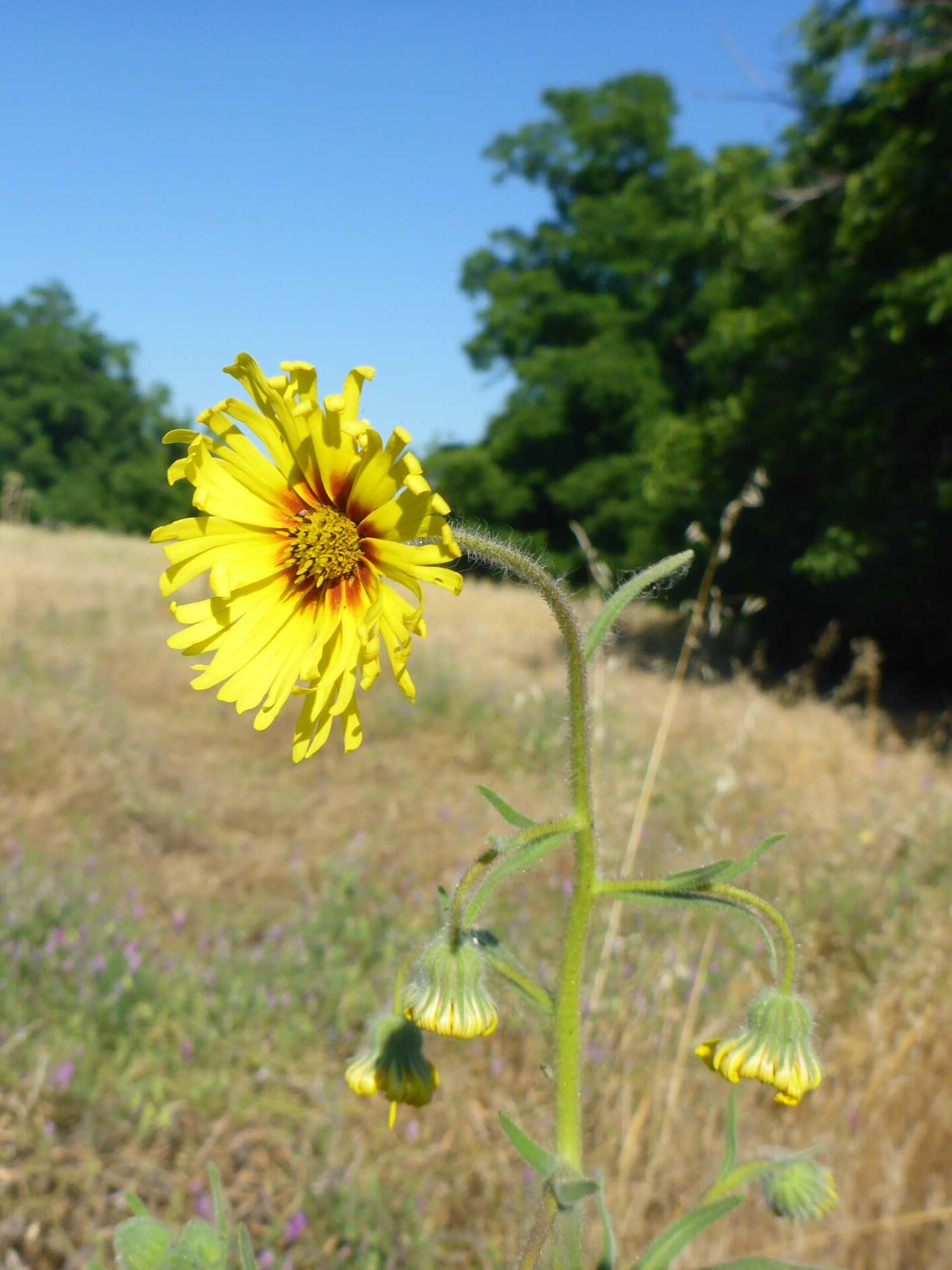 Common madia. D. Burk.