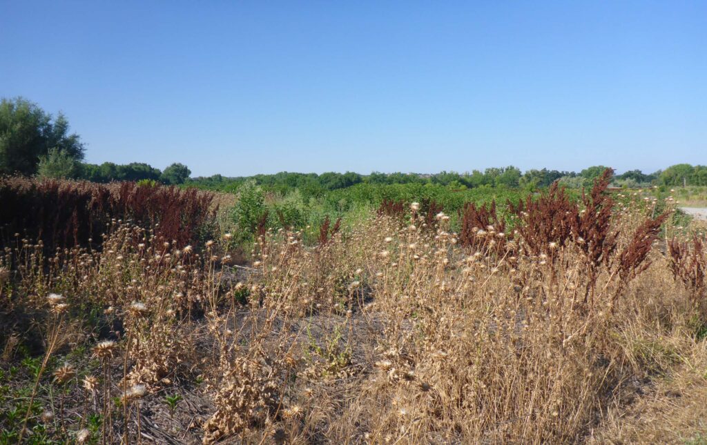 Weed-choked land. L. Burk.