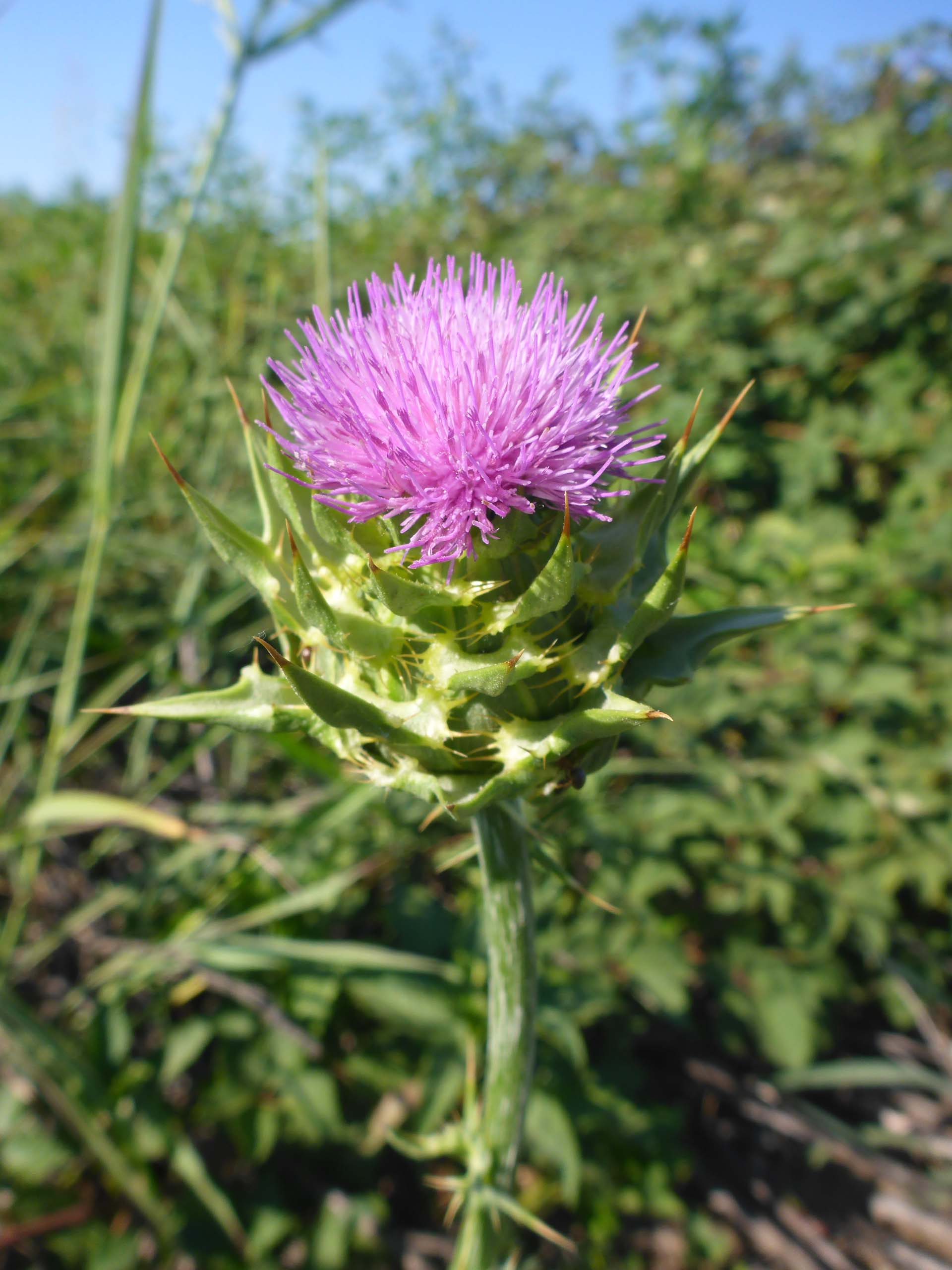 Milk-thistle. D. Burk.