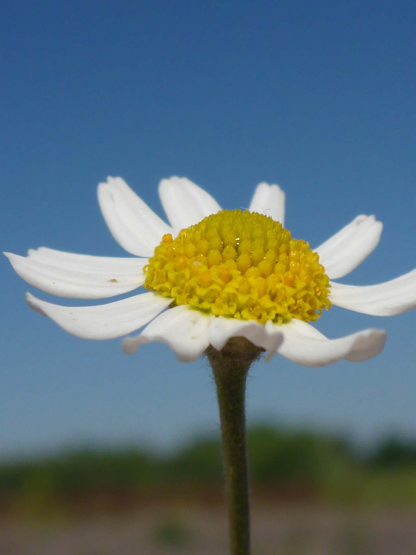 Mayweed close-up. D. Burk.