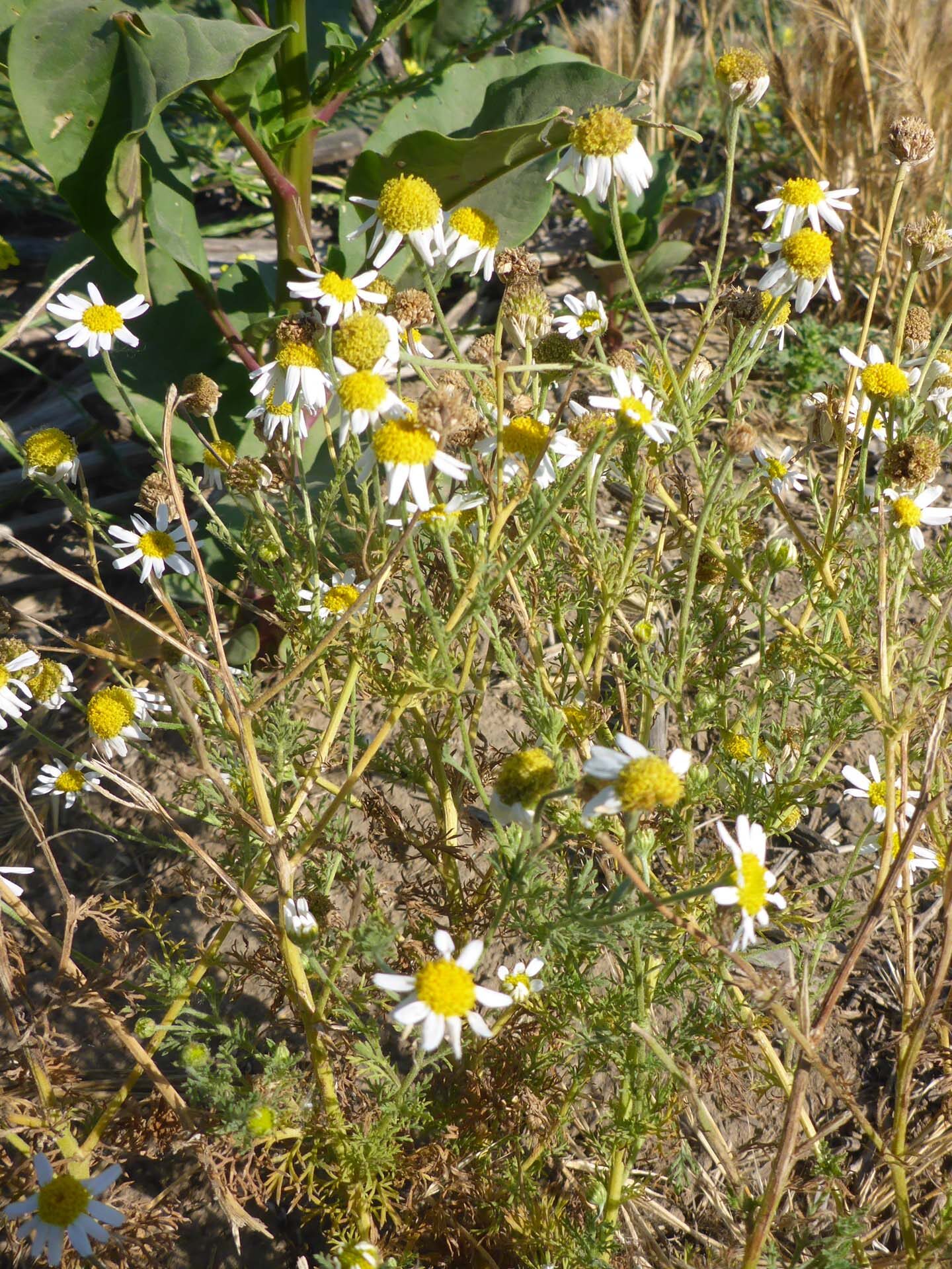 Mayweed. D. Burk.