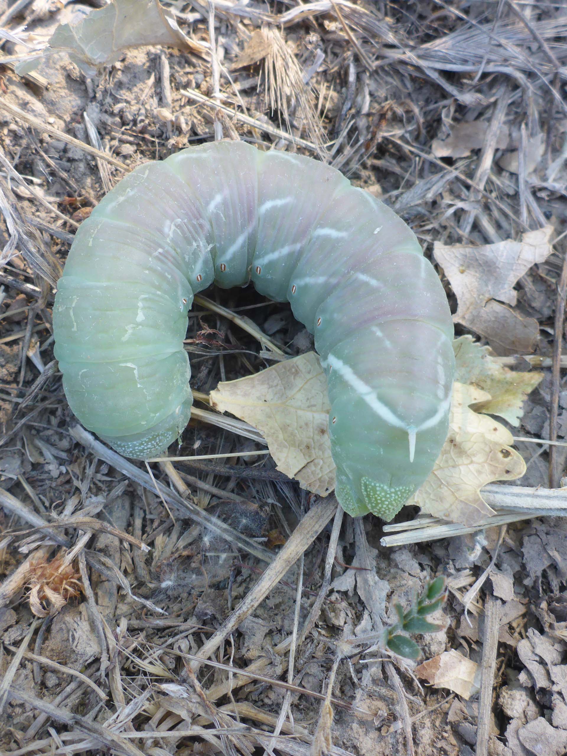 Hawk moth hornworm. D. Burk.