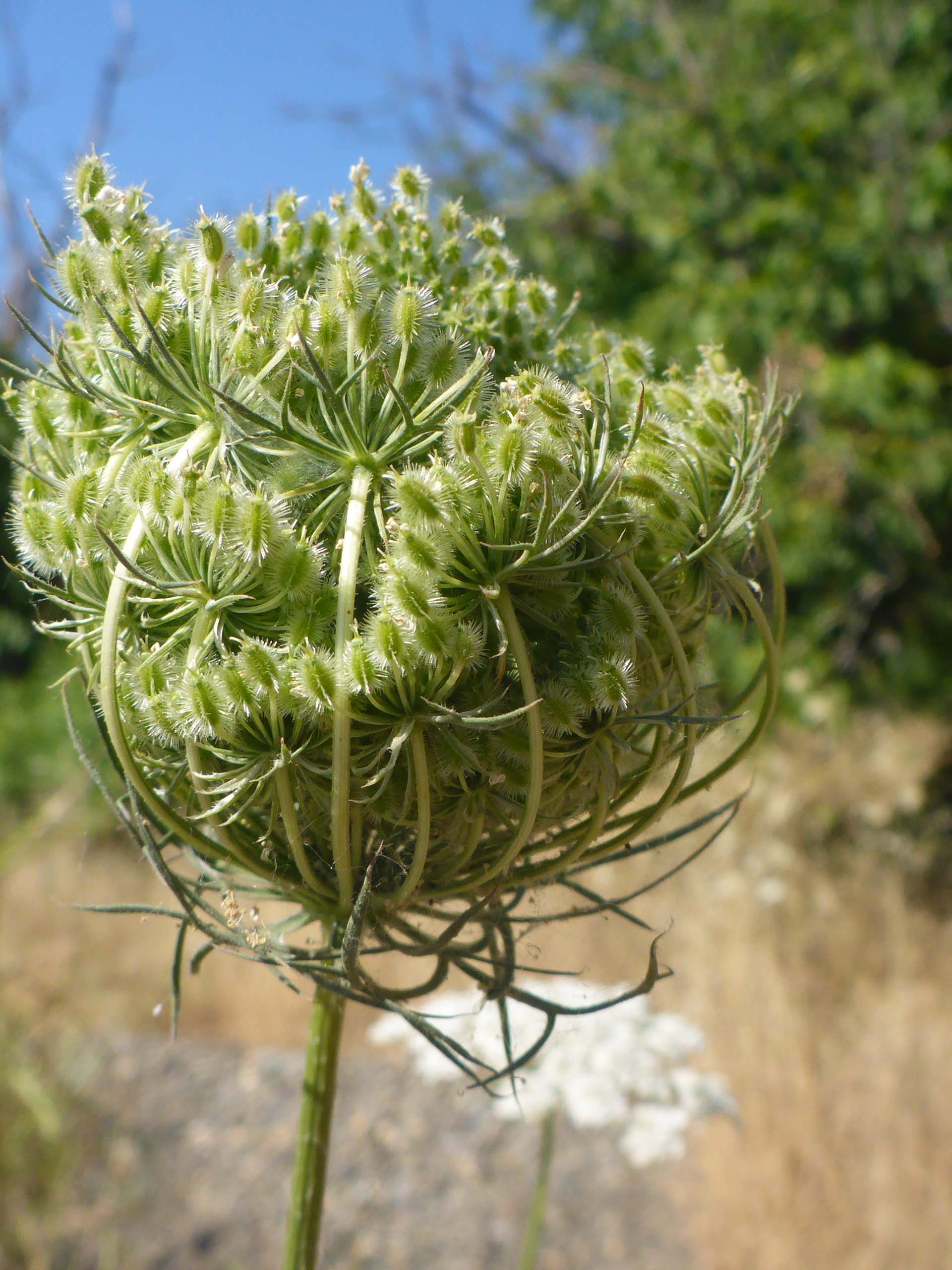 Queen Anne's-lace seed head. D. burk.