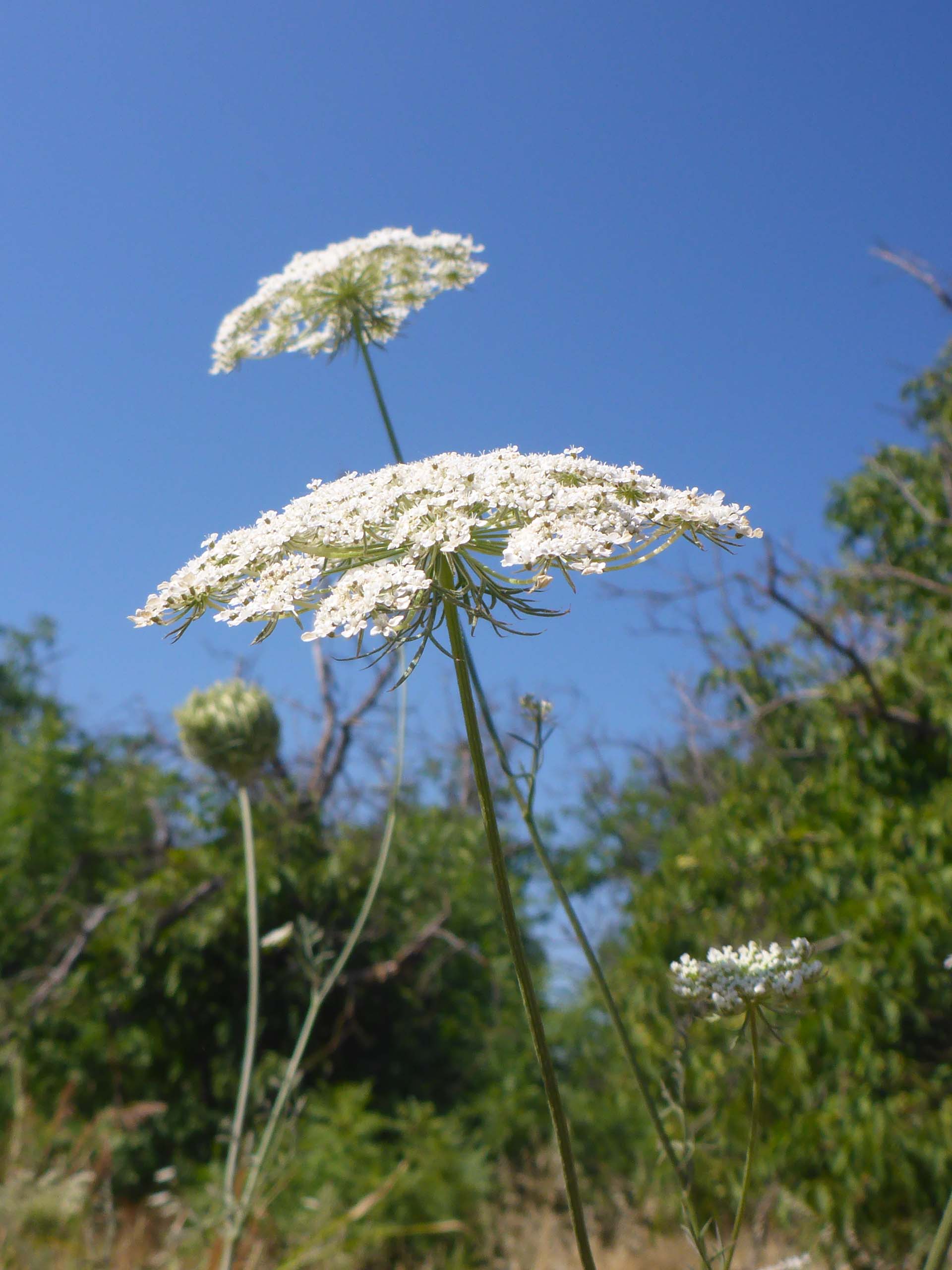 Queen Anne's-lace. D. Burk