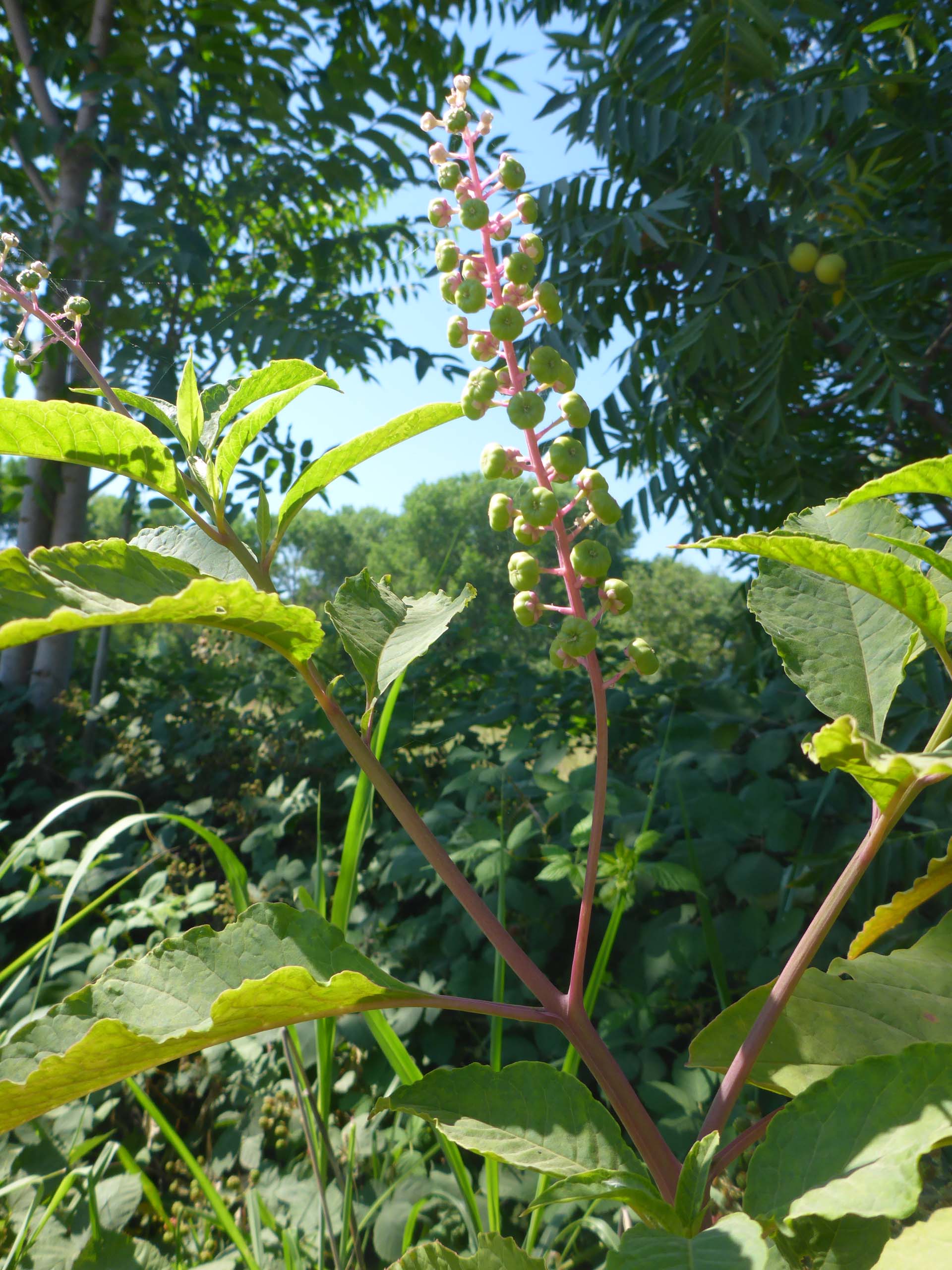 American pokeweed. D. Burk.