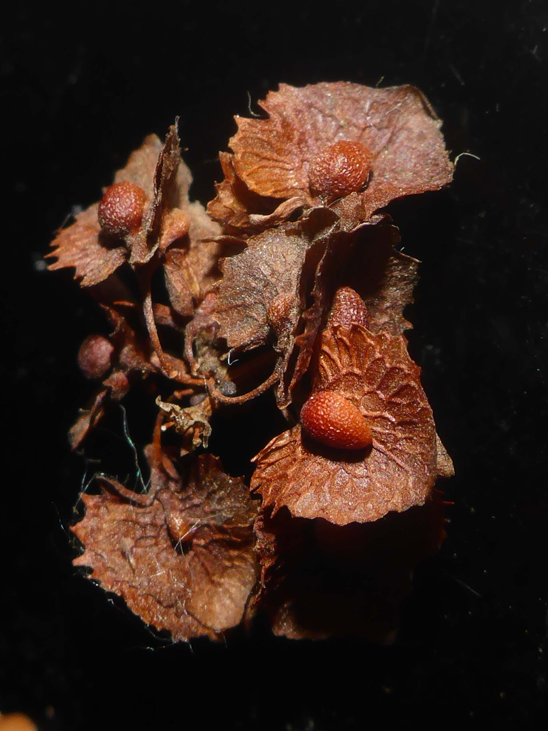 Close-up of what could be the seeds of Kerner's dock. D. Burk.