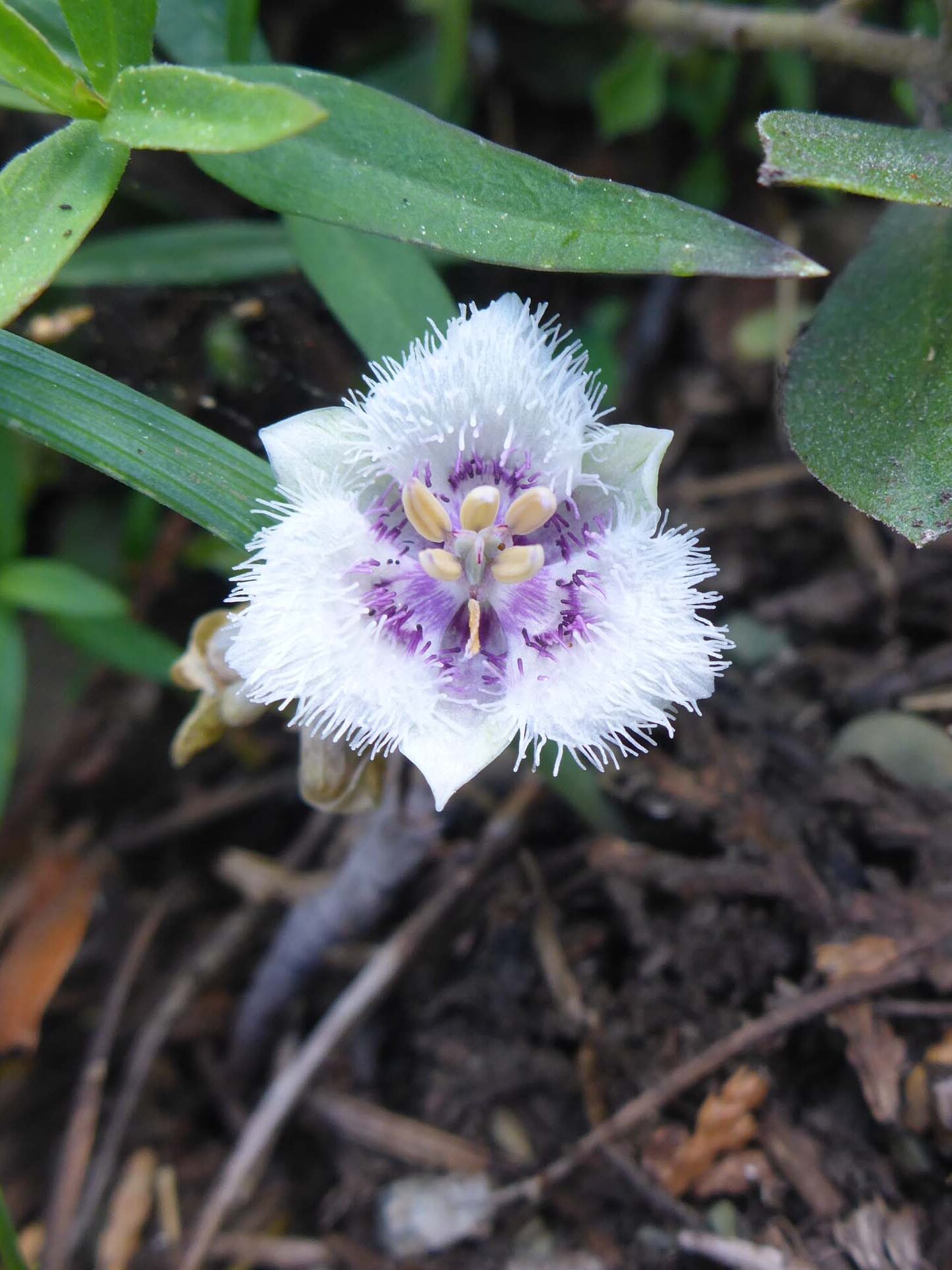 Blue star-tulip. D. Burk. July 16, 2023. Pettijohn Trail.
