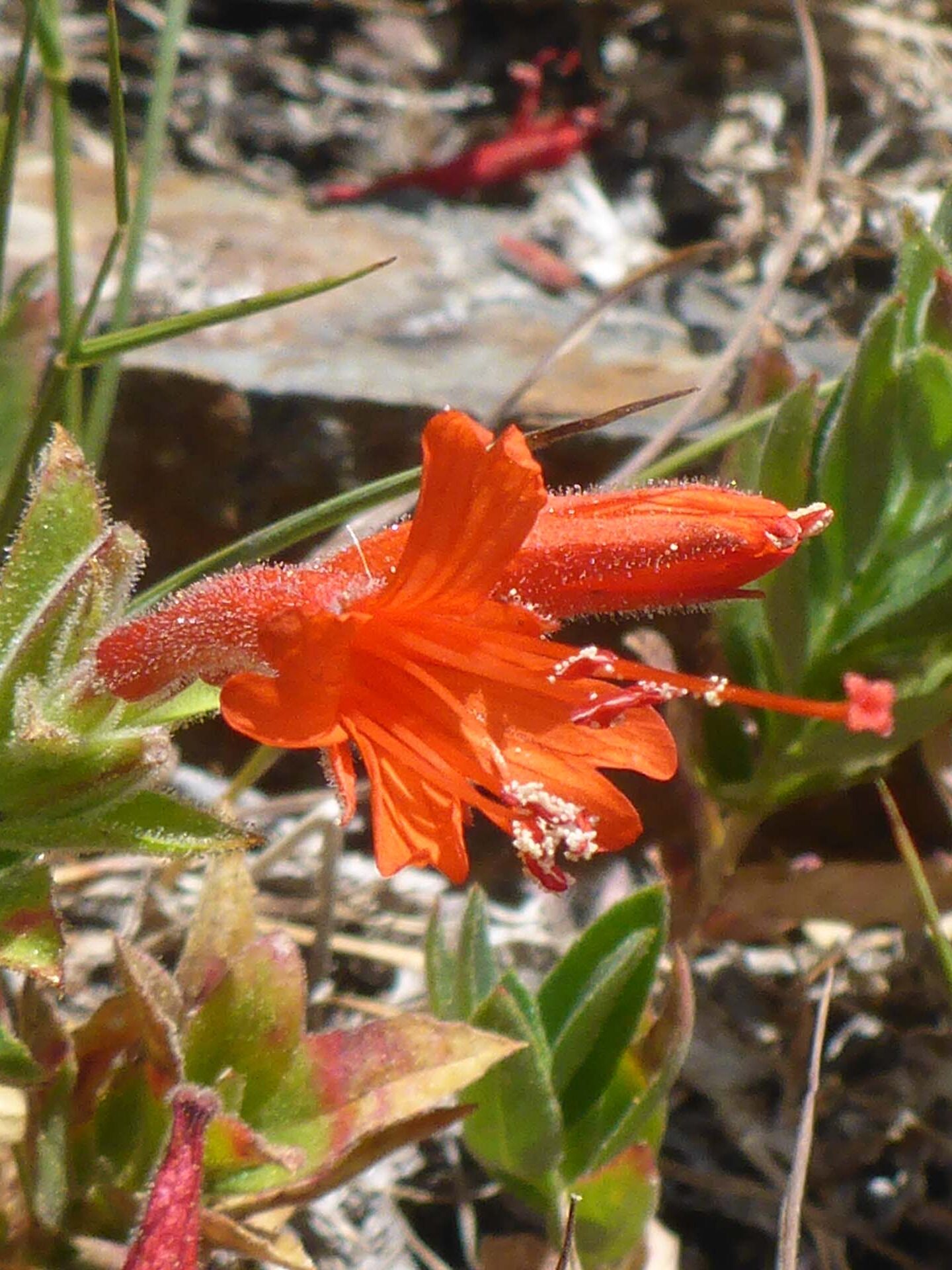 California fuchsia close-up. D. Burk.