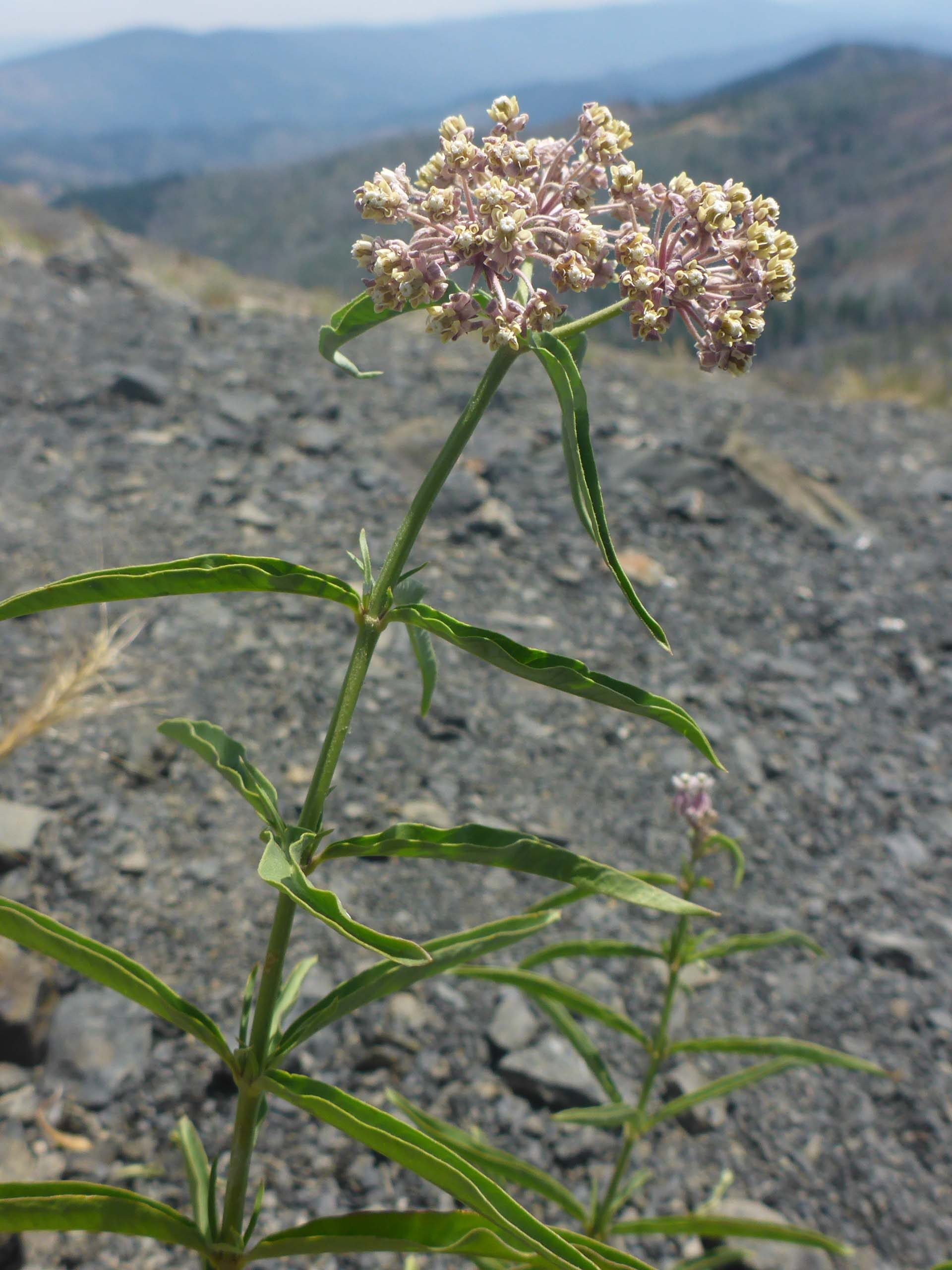 Narrow-leaved milkweed. D. Burk.