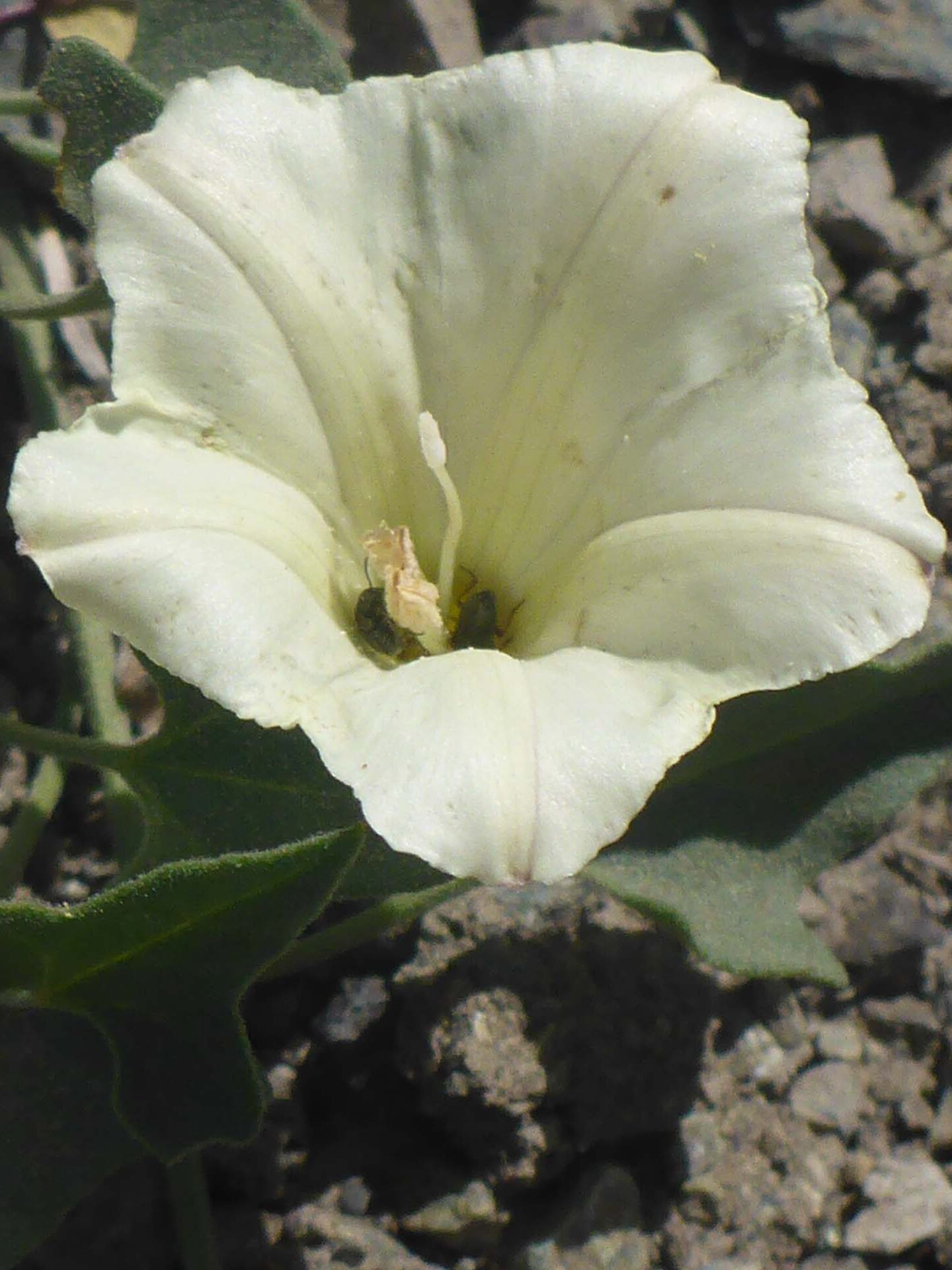 Close-up of what might be Sierra morning-glory. D. Burk.