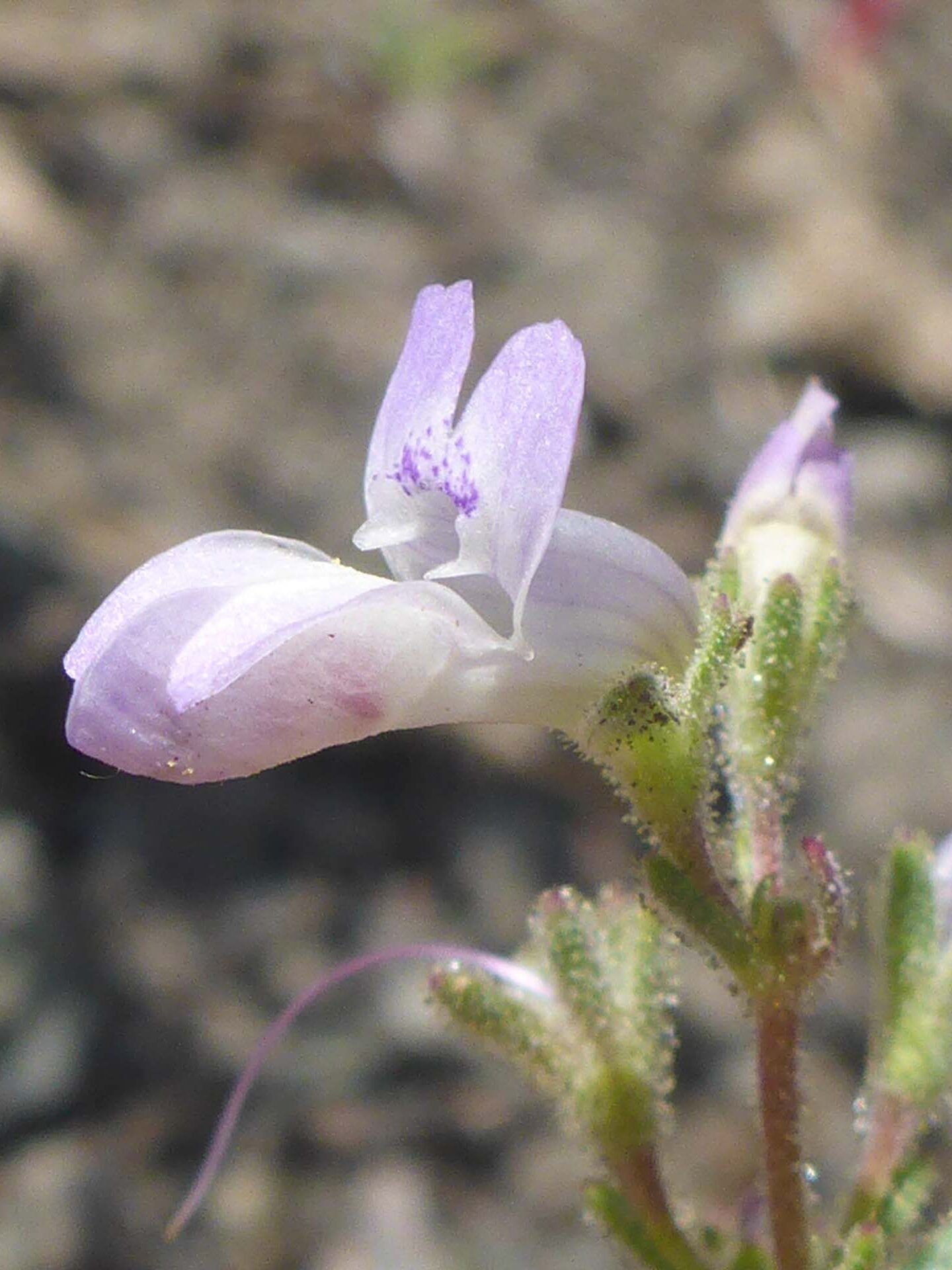Close-up of light-colored form of Greene's collinsia. D. Burk.
