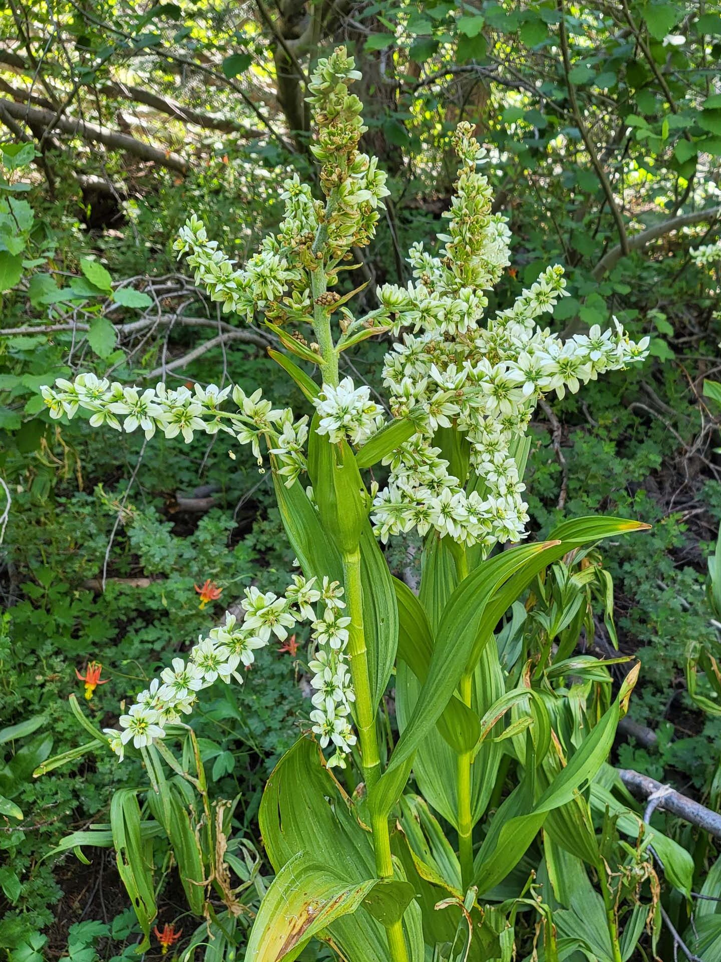 California corn-lily. D. Mandel.