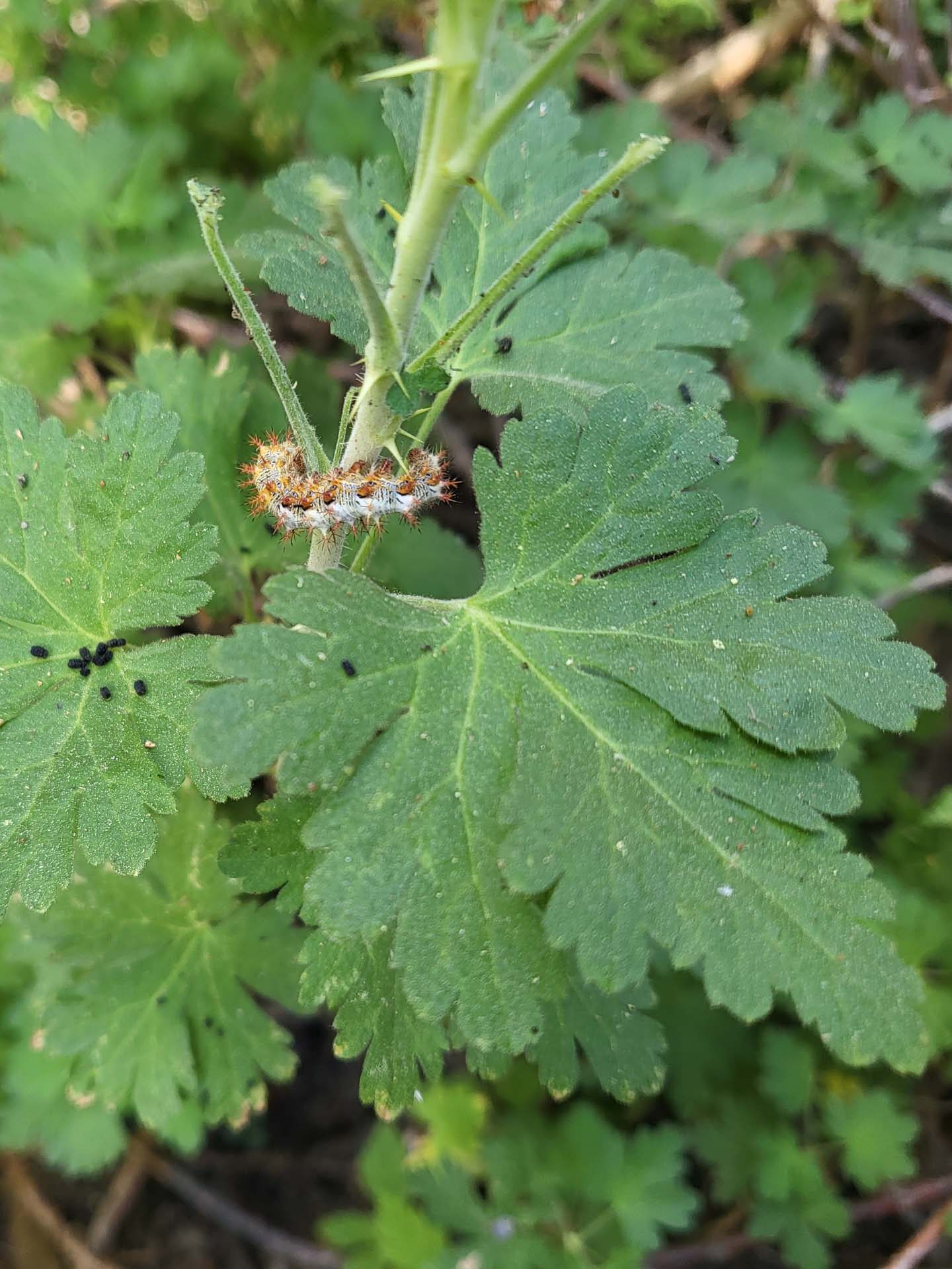 Maybe a tortoiseshell butterfly larva on gooseberry, D. Mandel.