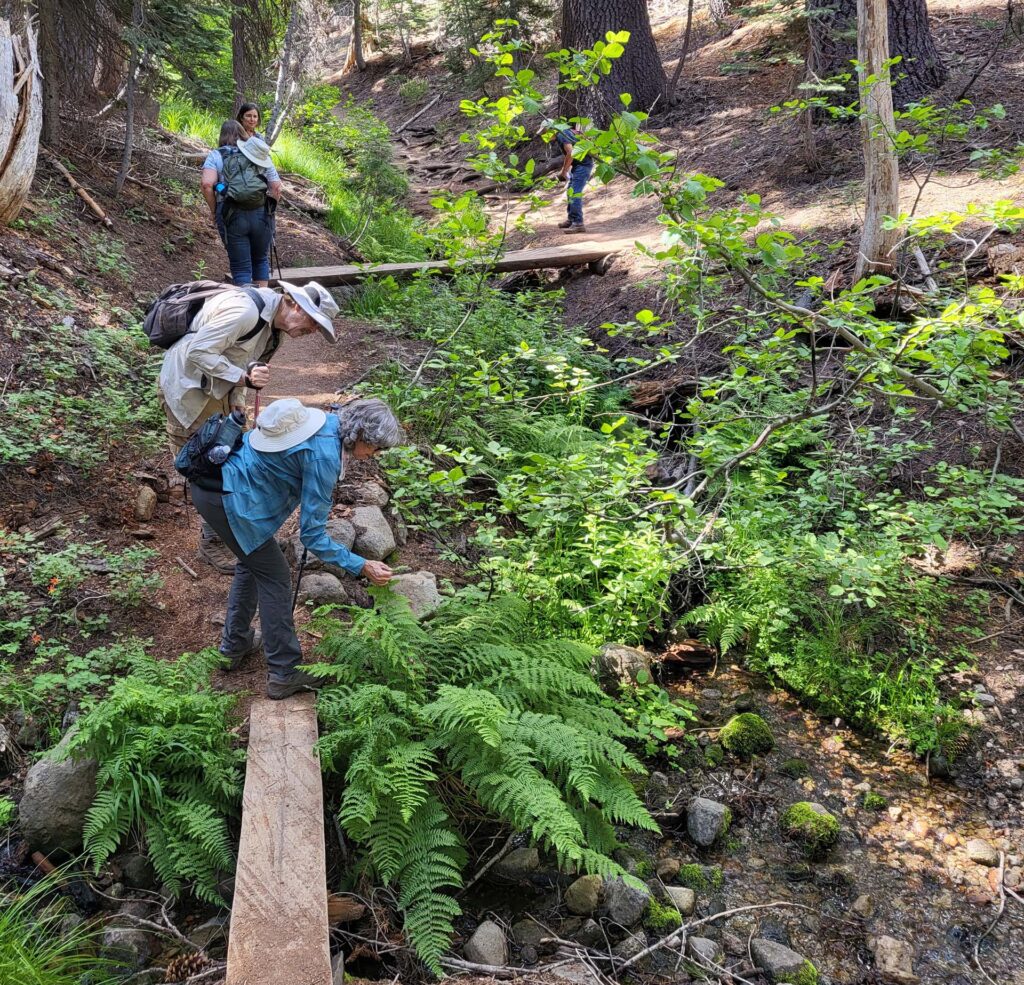 Trail to Paradise Meadow. D. Mandel.