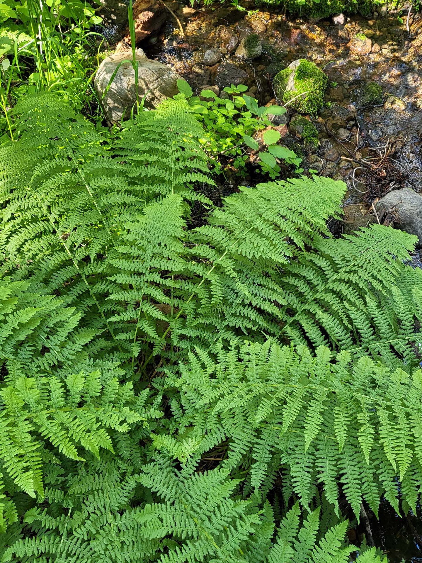 Western lady fern. D. Mandel.