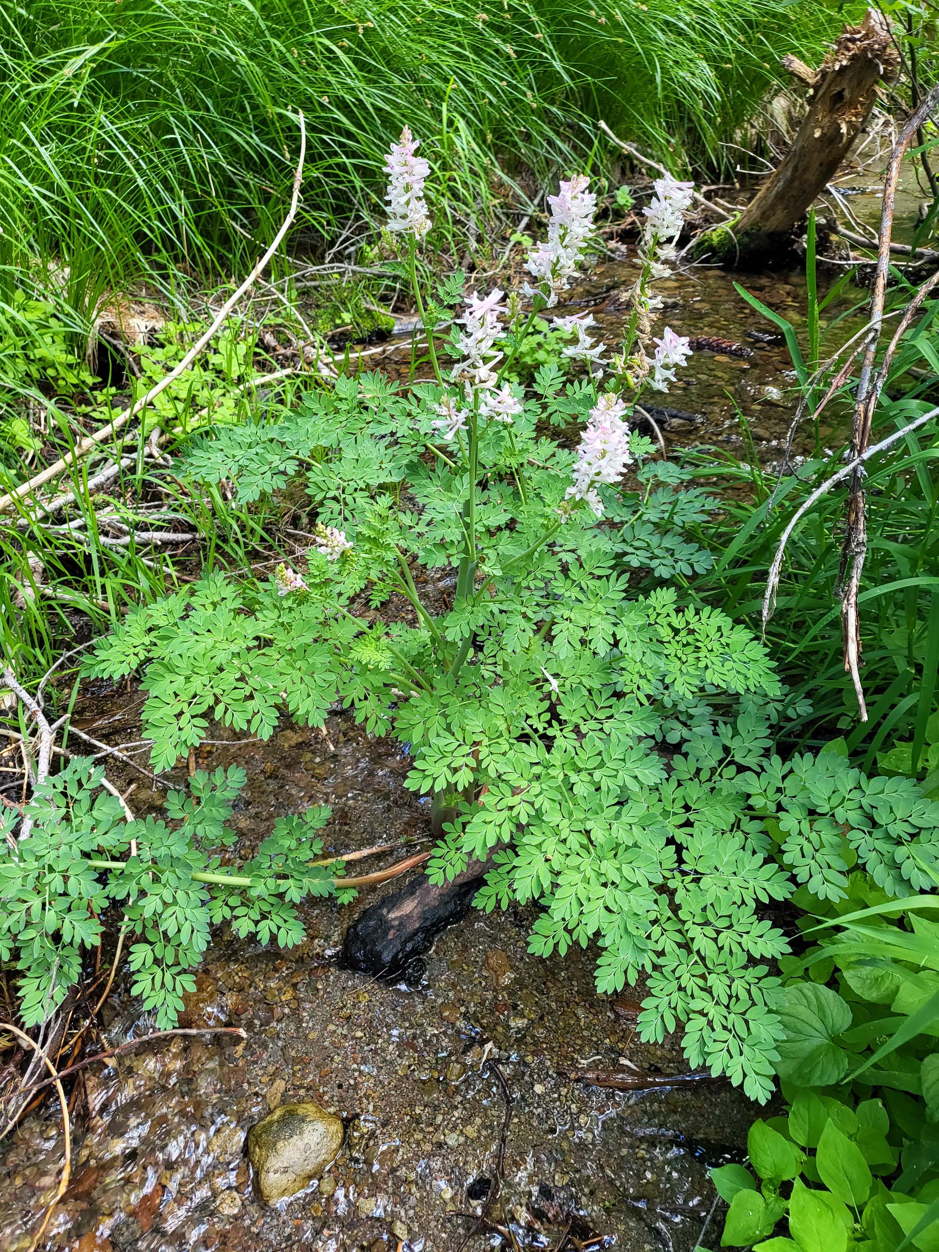 Sierra corydalis. D. Mandel.