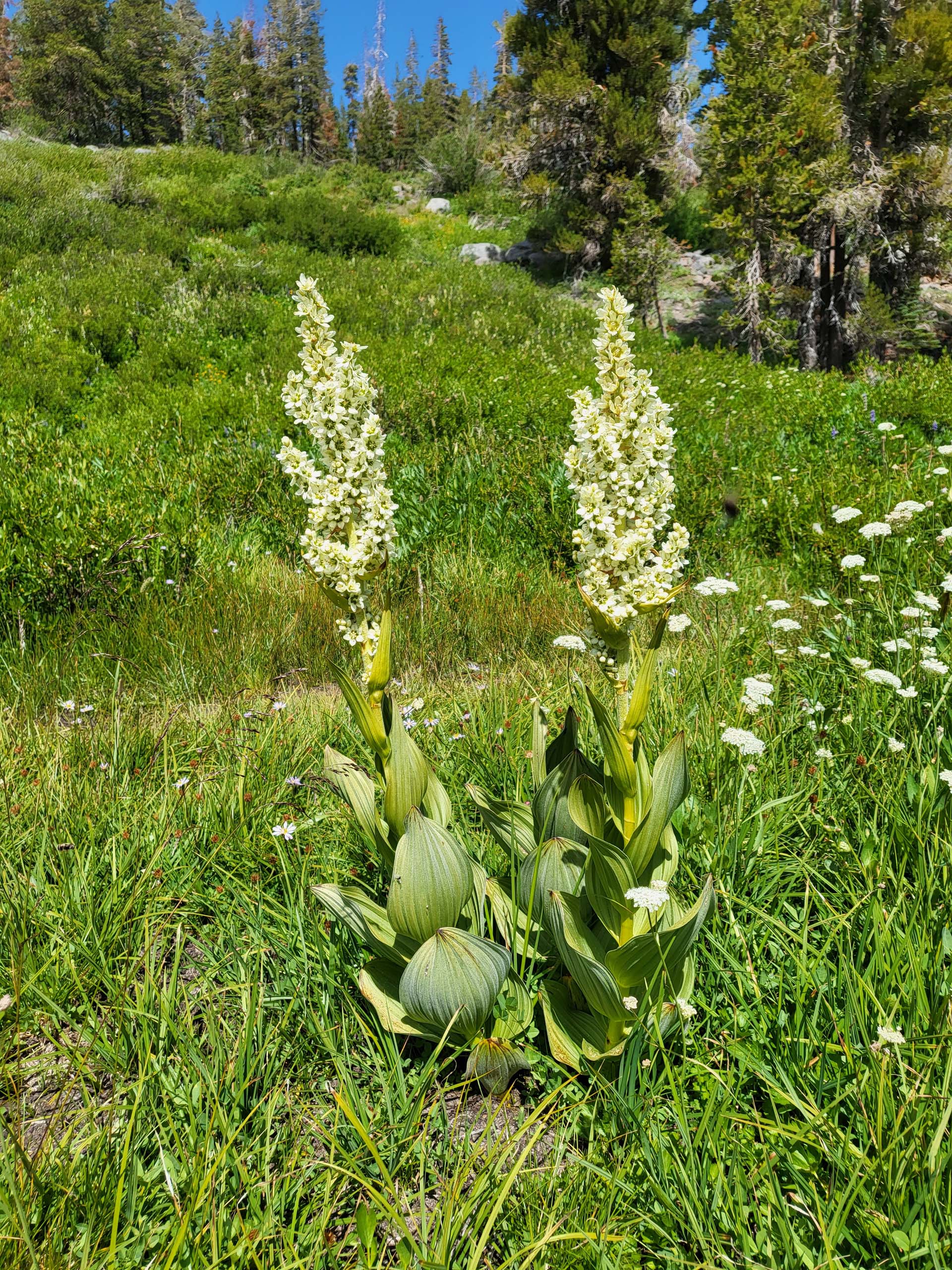 California corn-lily. D. Mandel.