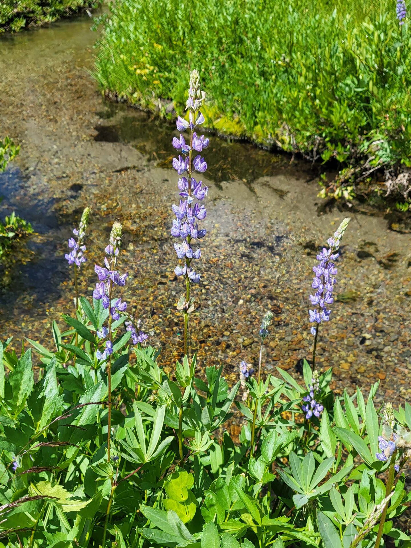 Meadow lupine. D. Mandel.