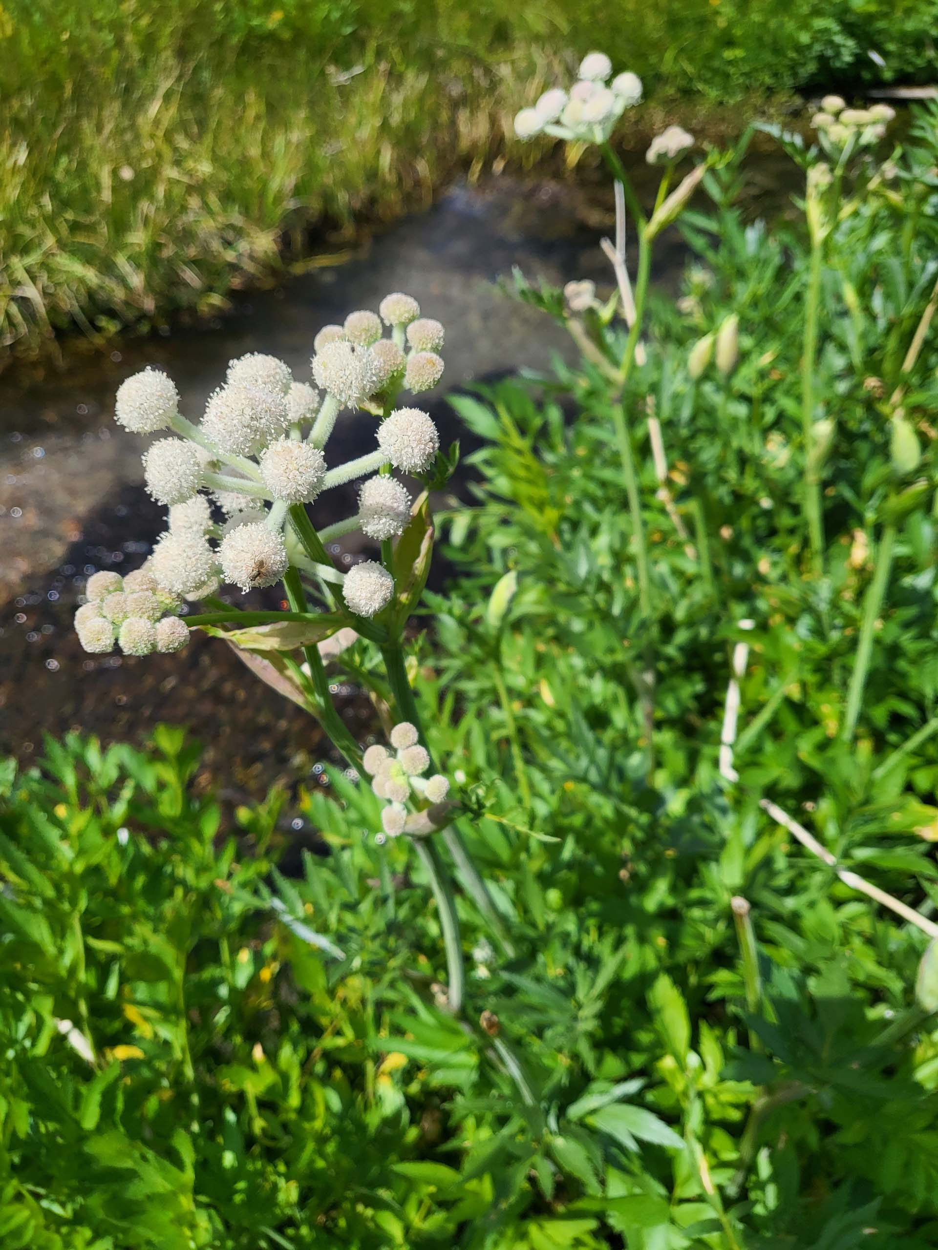 Swamp whiteheads. D. Mandel.