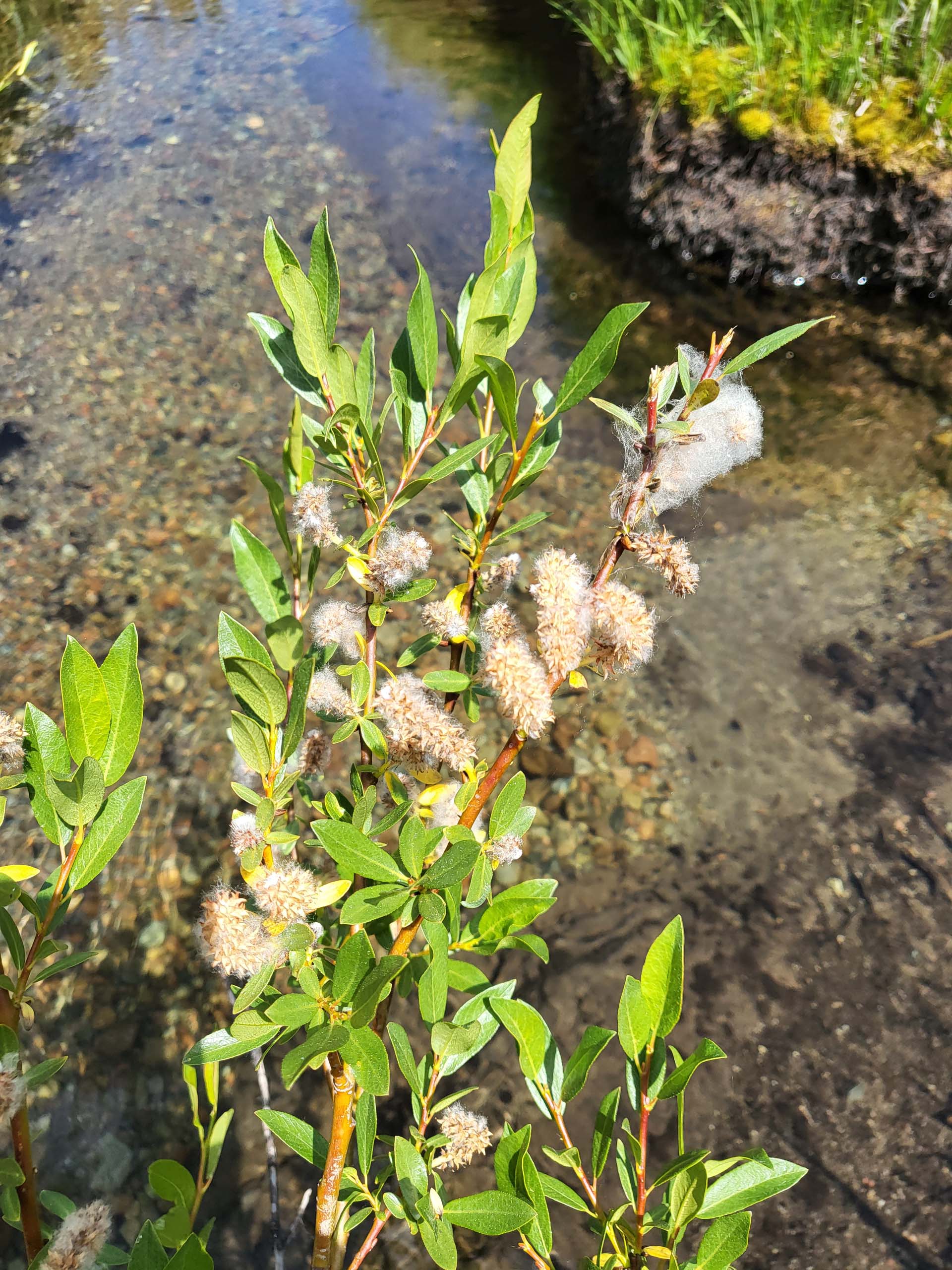 Booth's willow (probably). D. Mandel.