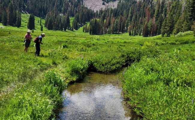 Paradise meadow, Paula, and Yo. D. Mandel.