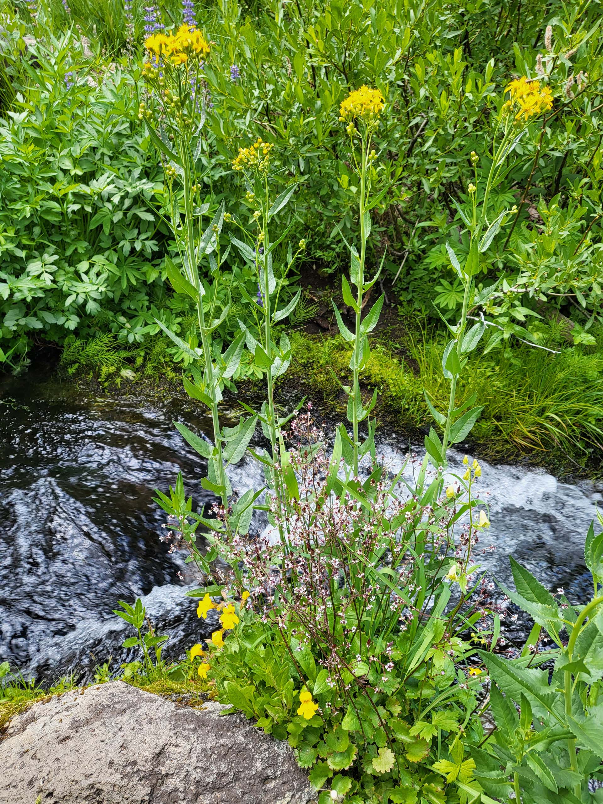 Arrow-leaved ragwort. D. Mandel.