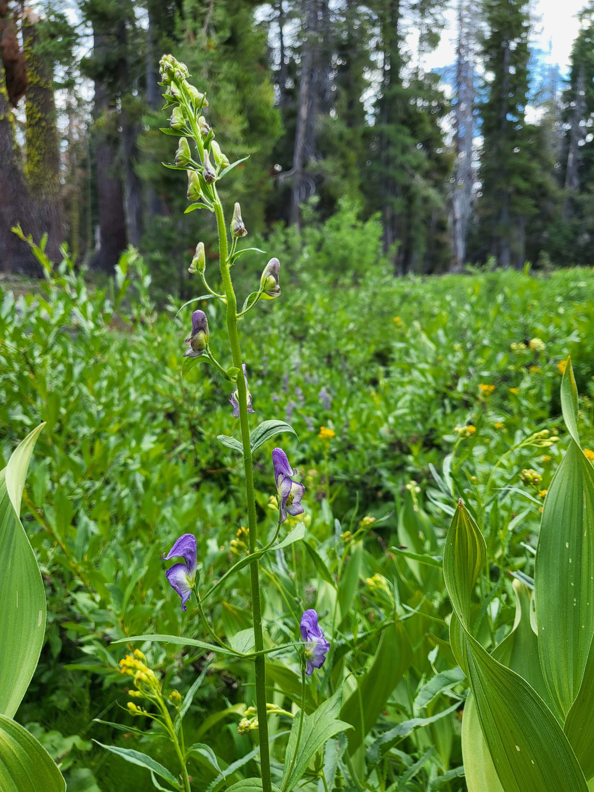 Columbian monkshood. D. Mandel.