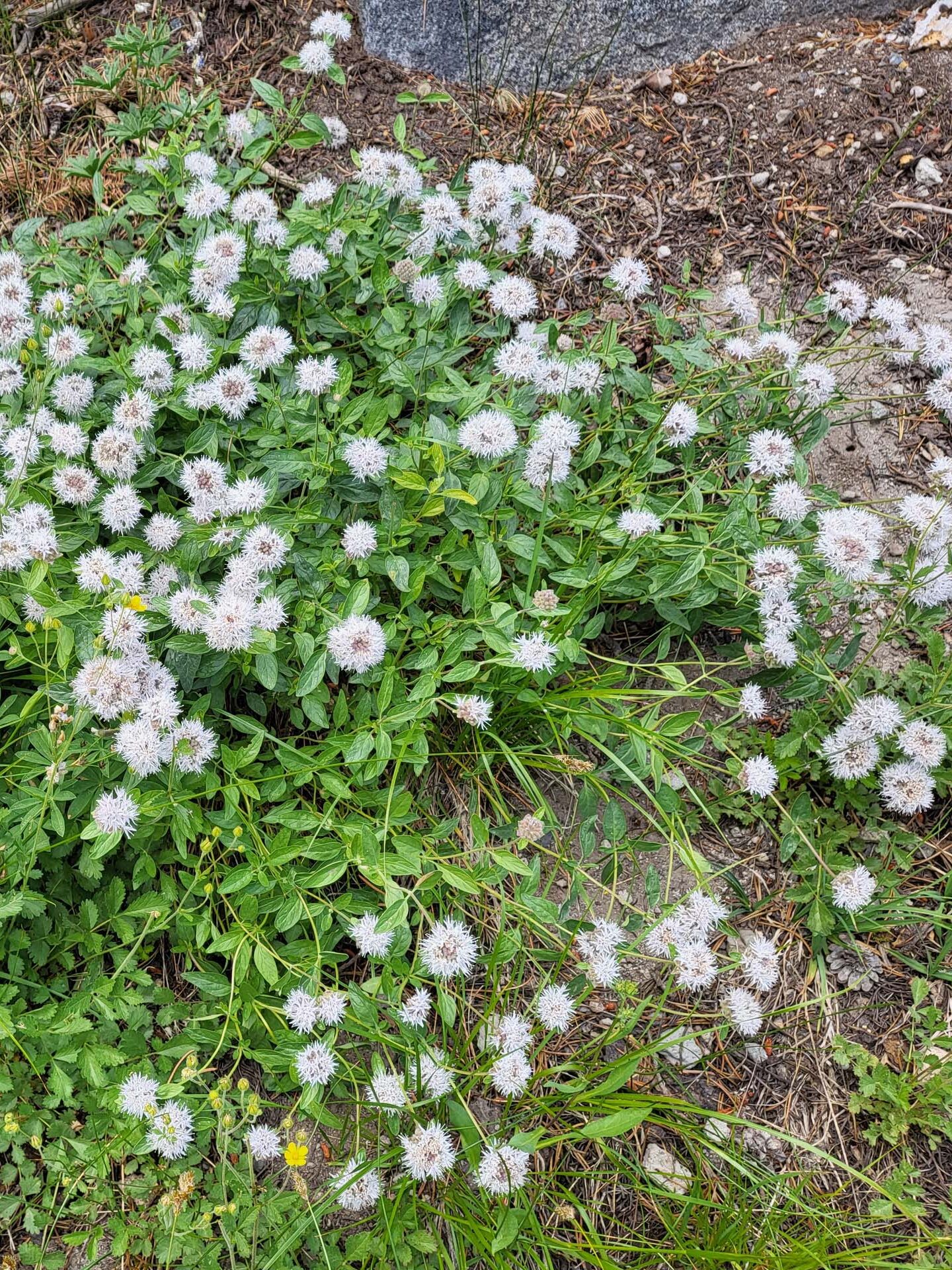 Pallid mountain monardella. D. Mandel.