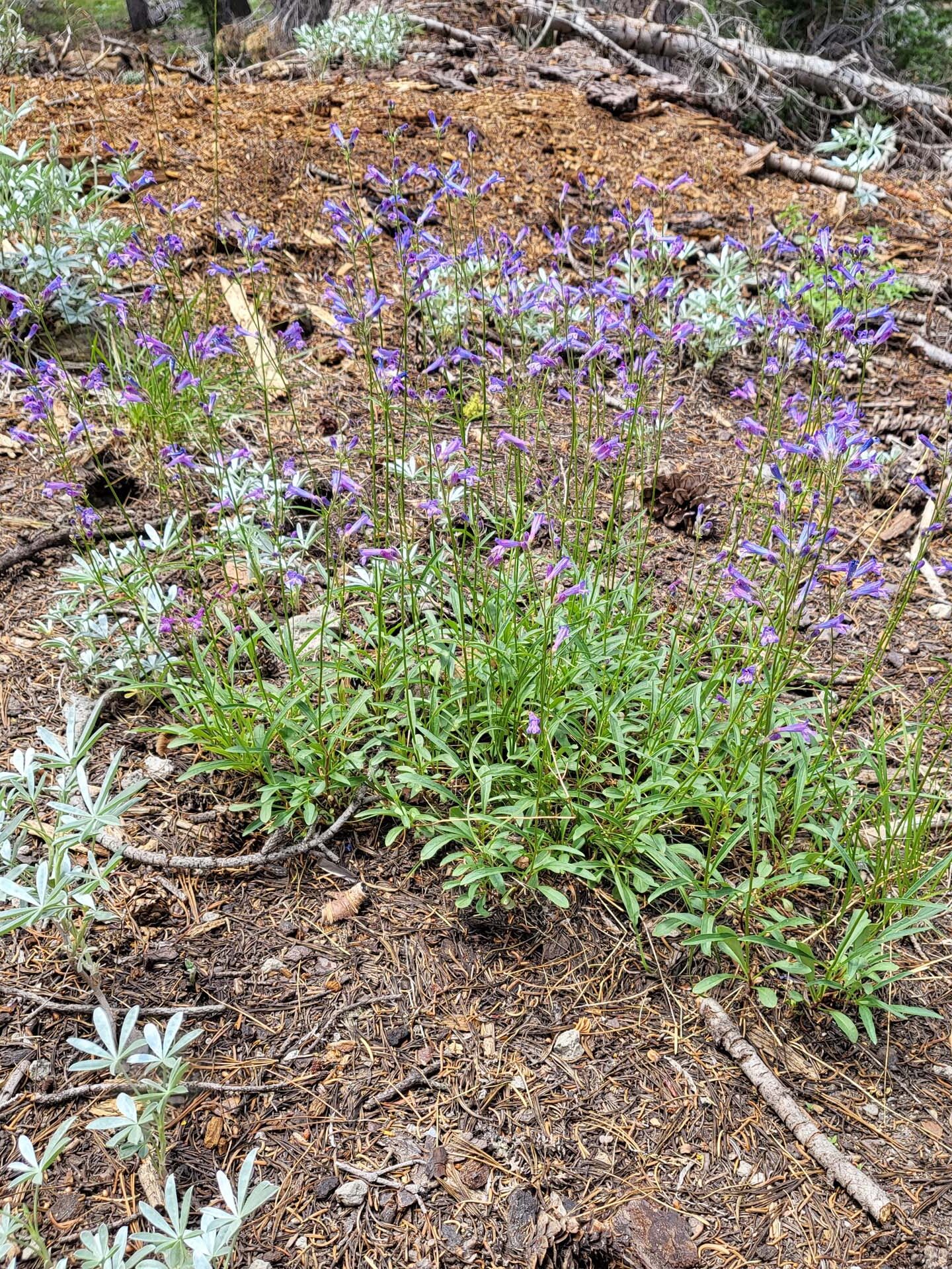 Slender beardtongue. D. Mandel.