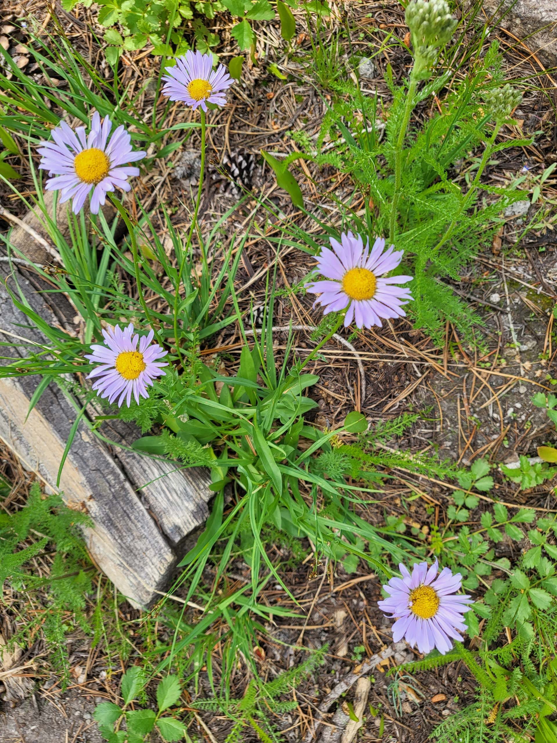 Alpine aster. D. Mandel.