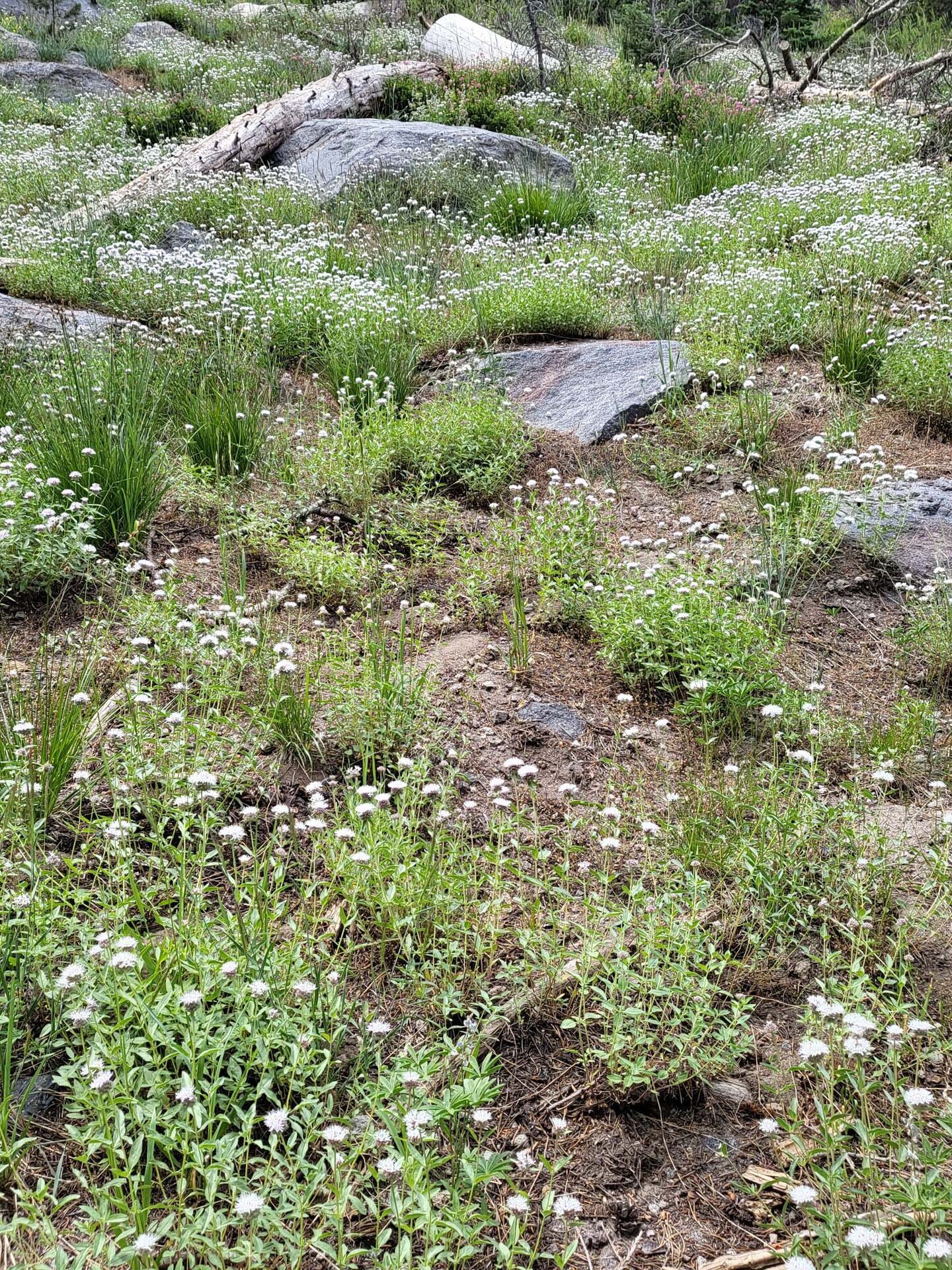 Pallid mountain monardella (AKA coyote mint). D. Mandel.