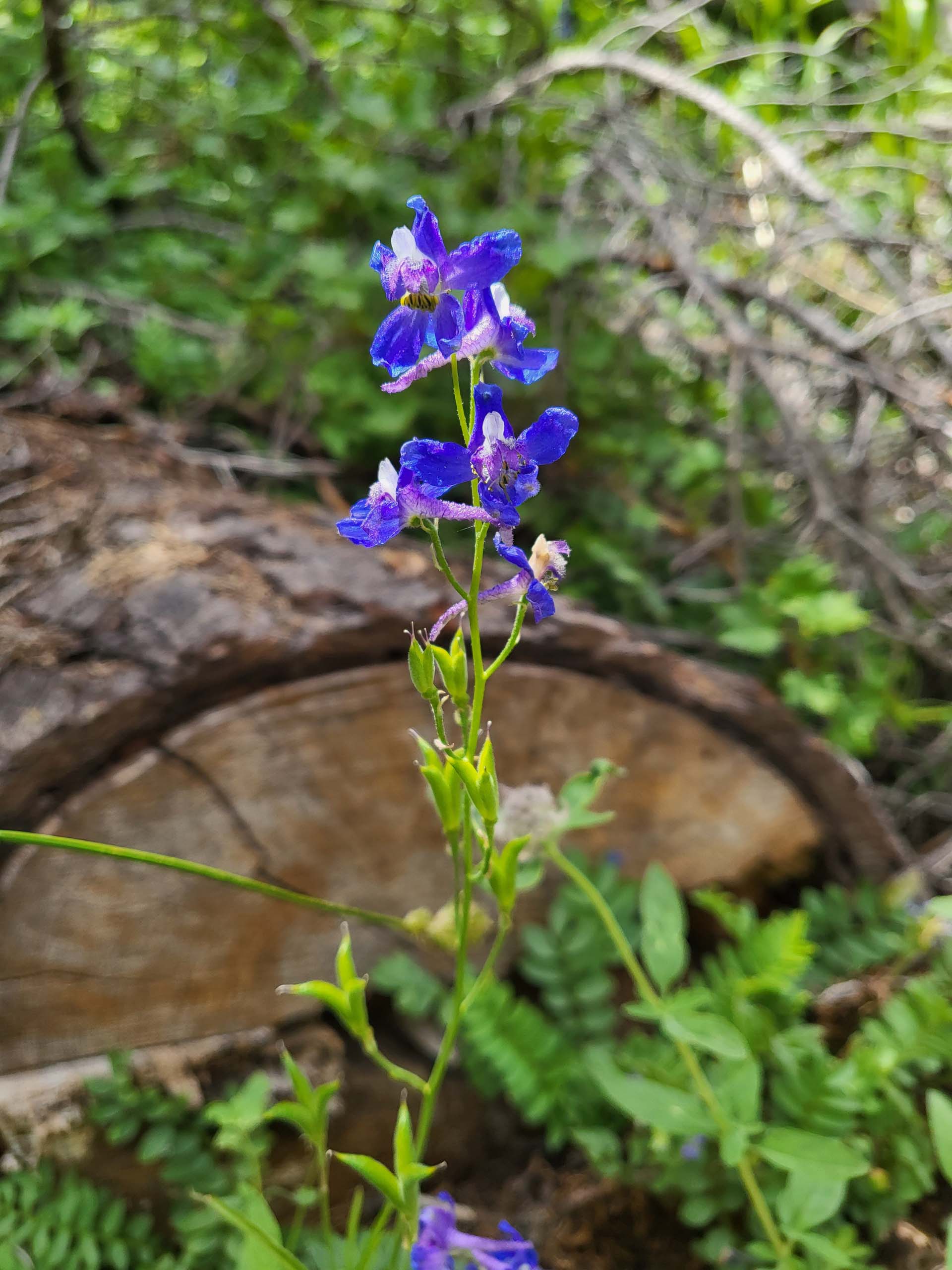 Nutall's larkspur. D. Mandel.