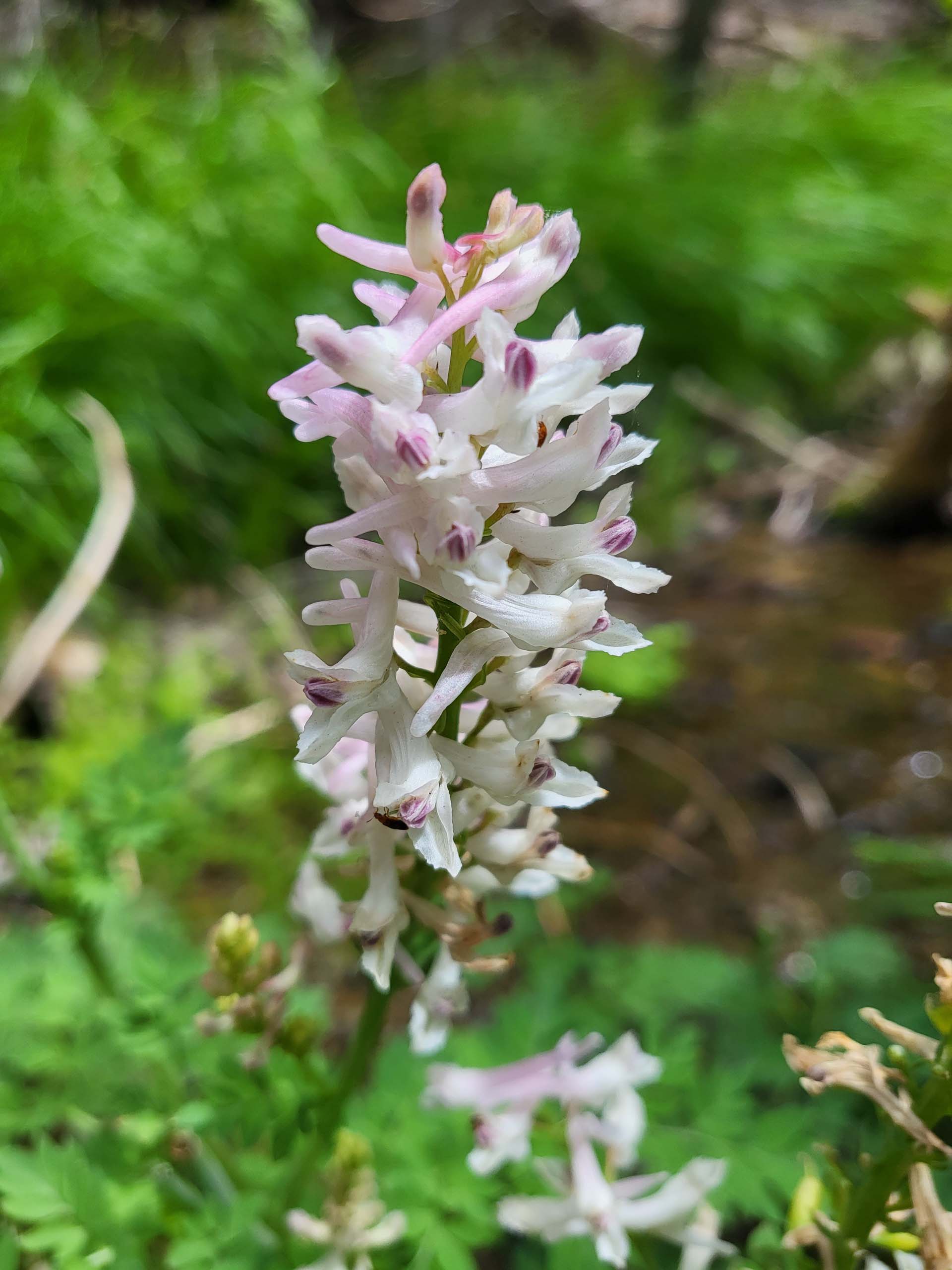 Sierra corydalis closer look. D. Mandel.