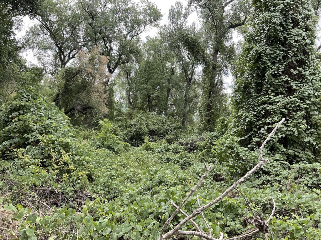 Remnant forest at the Sacramento River National Wildlife Refuge, Phelan Island Unit. B. Constantz.