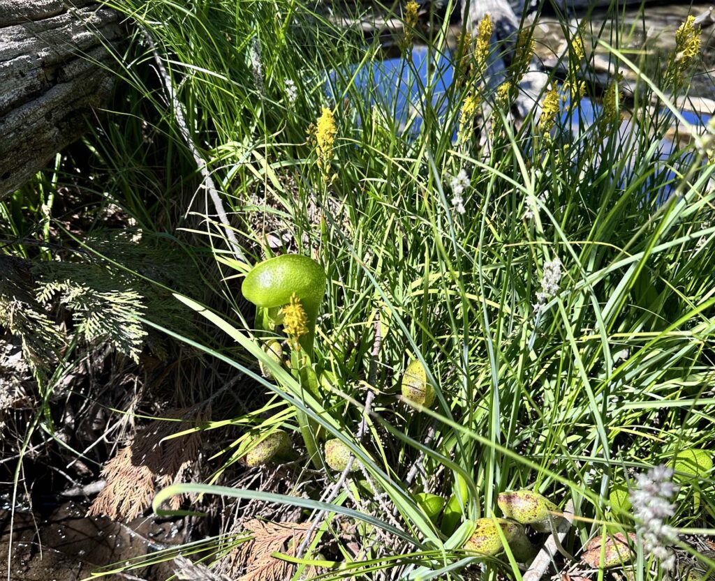 Pitcherplant, A. Henderson.