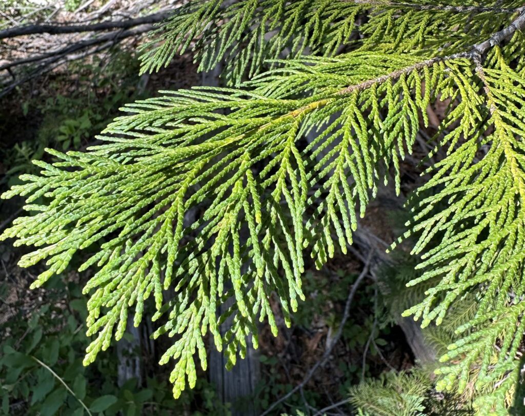 Port Orford cedar branchlet. A. Henderson.