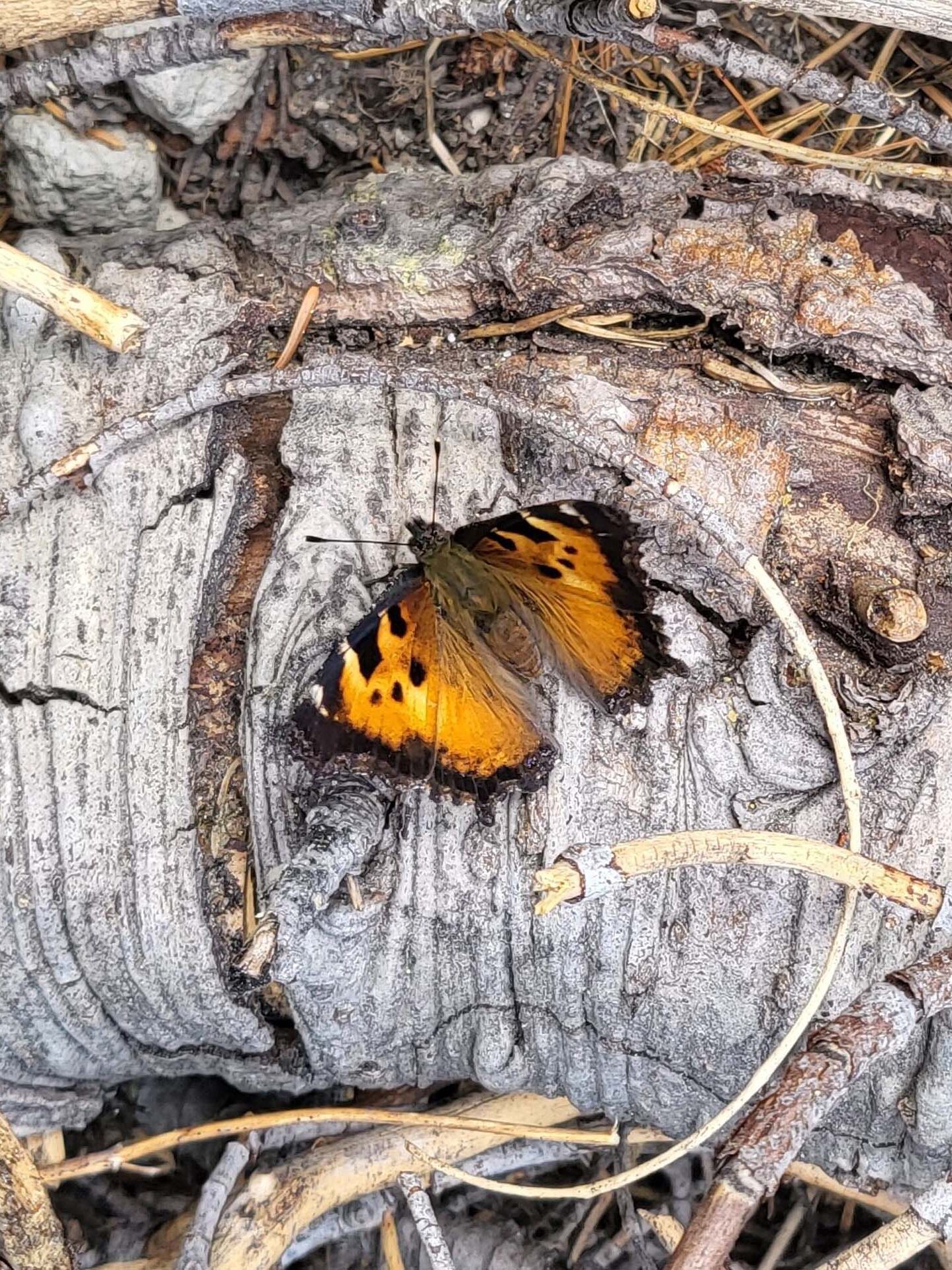 Tortoiseshell butterfly. D. Mandel.