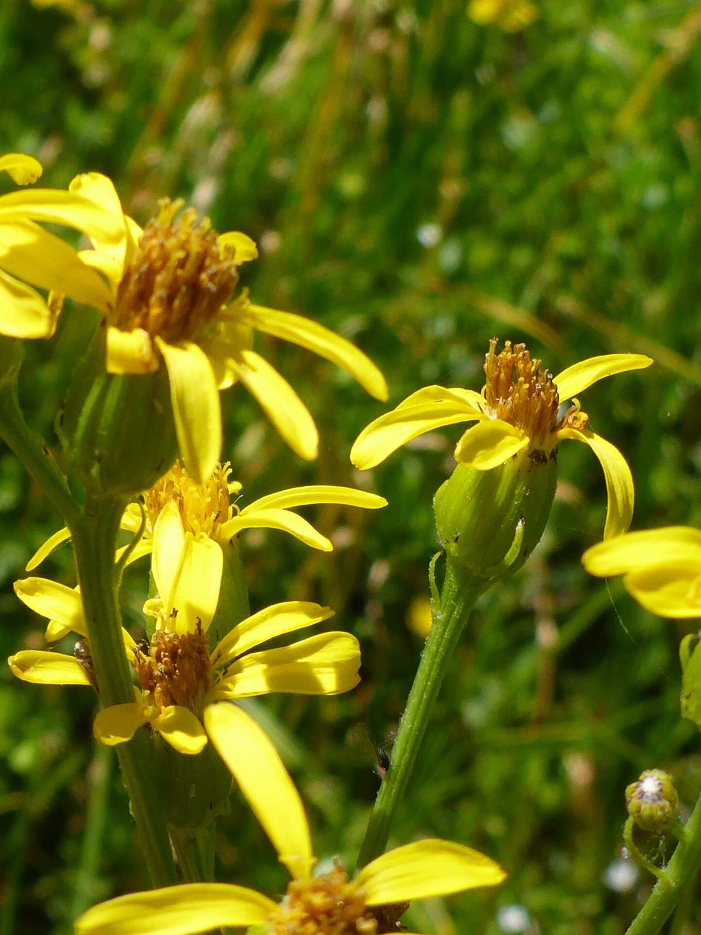 Arrow-leaved ragwort. D. Burk.