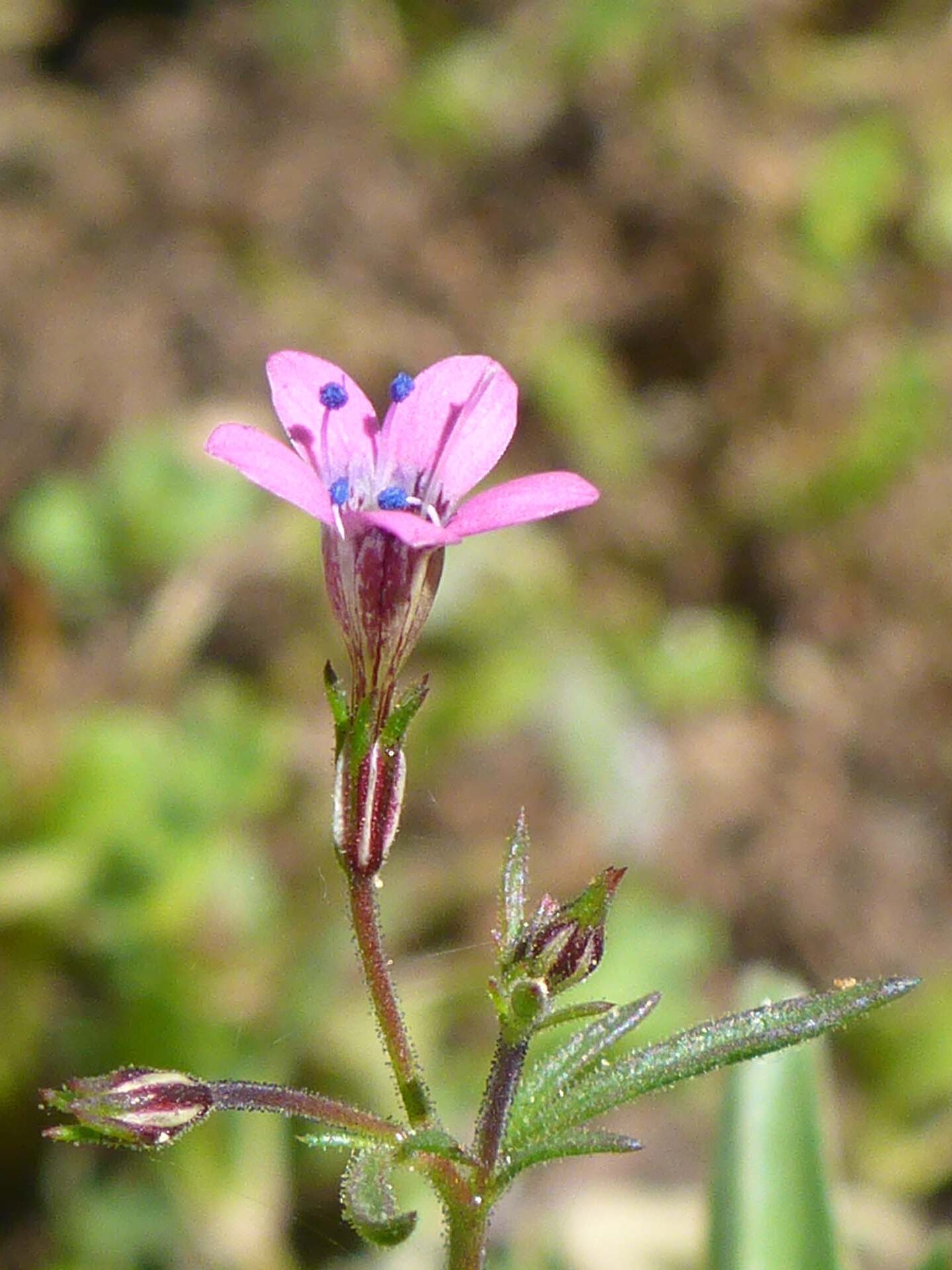 Pinnate-leaved navarretia close-up.. D. Burk.