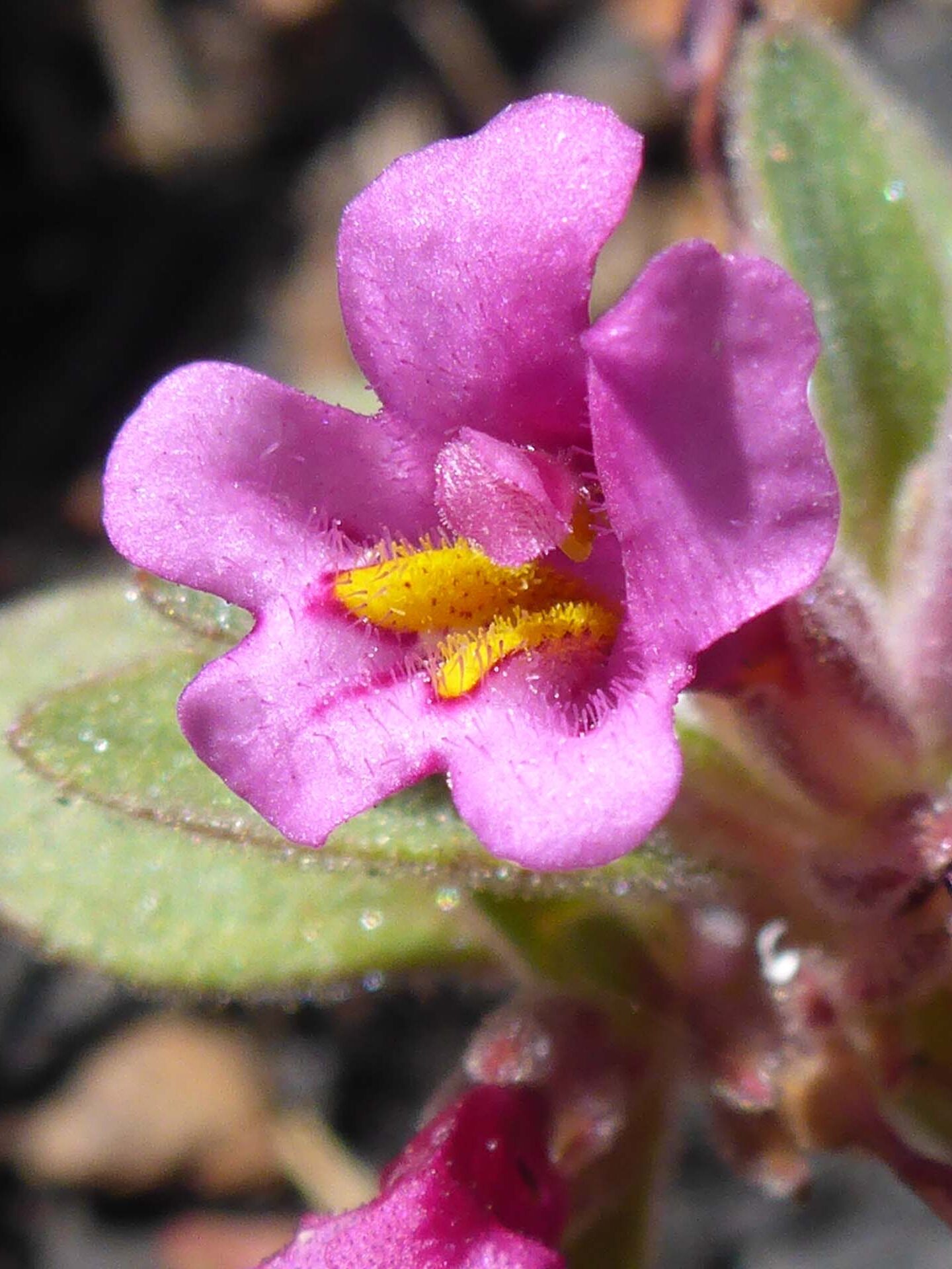 Dwarf purple monkey-flower close-up. D. Burk.