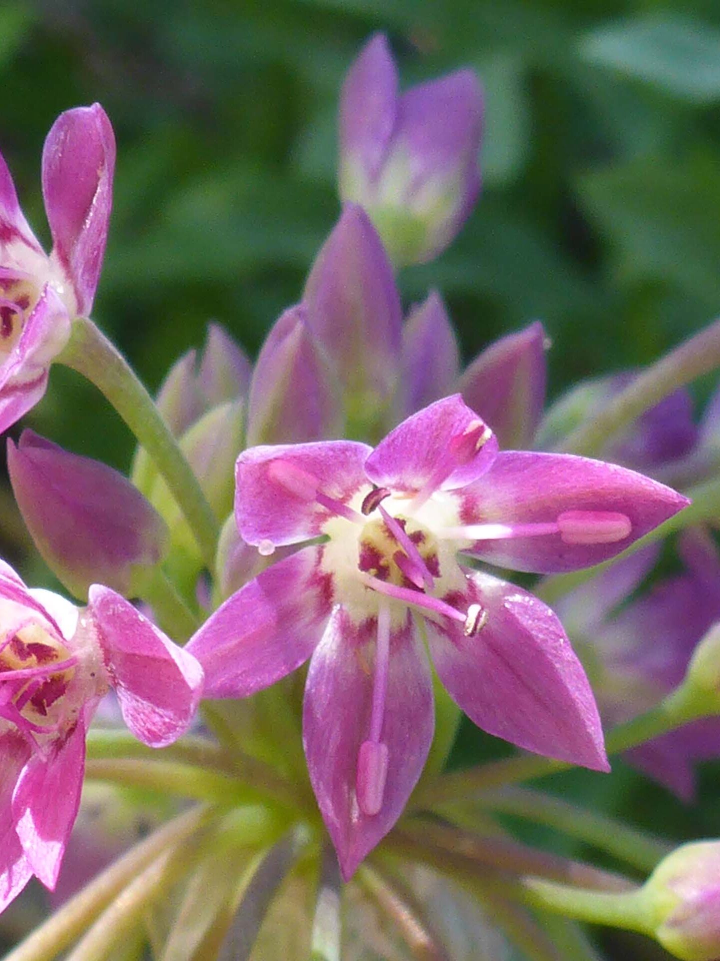 Sierra onion close-up. D. Burk.