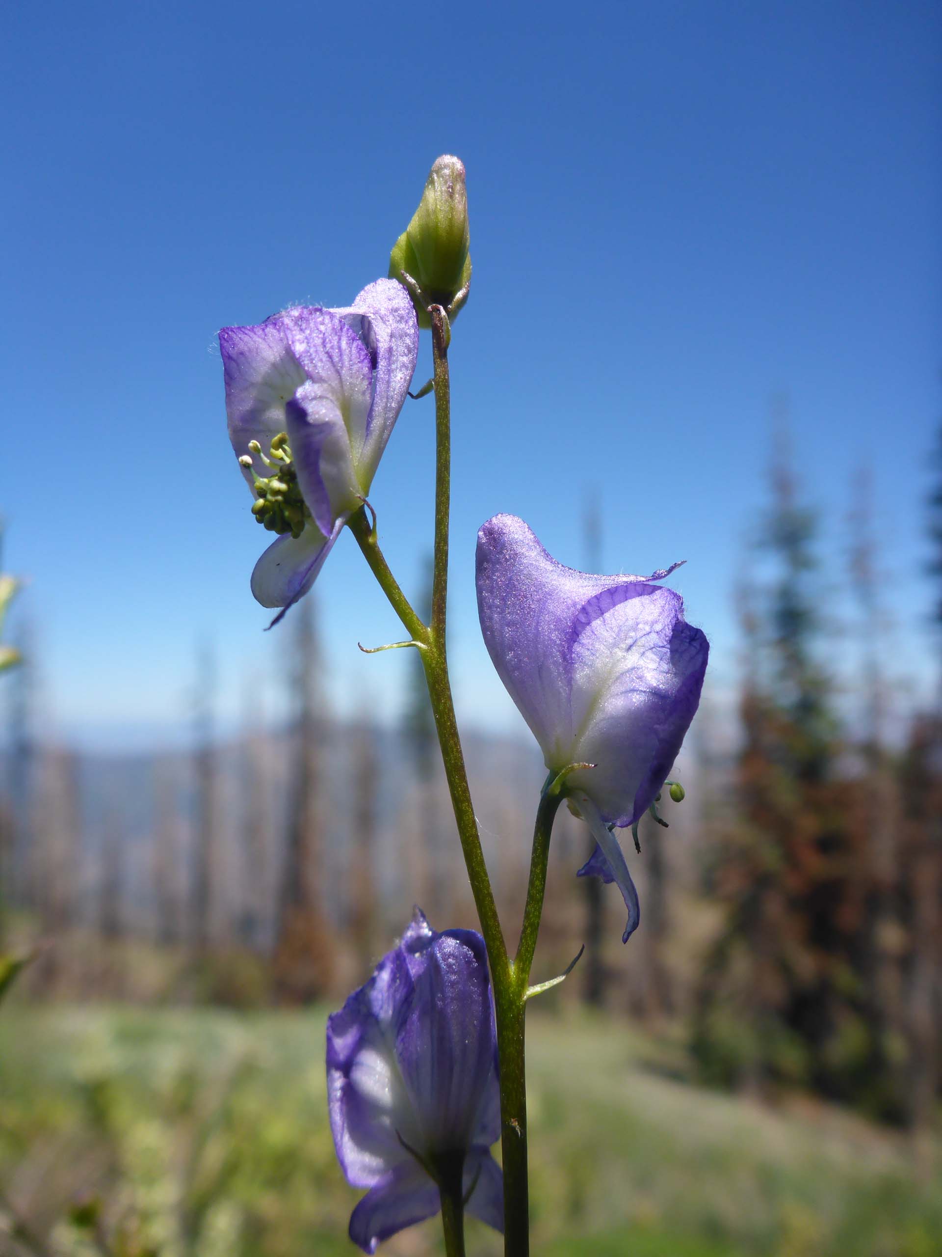 Columbia monkshood. D. Burk.