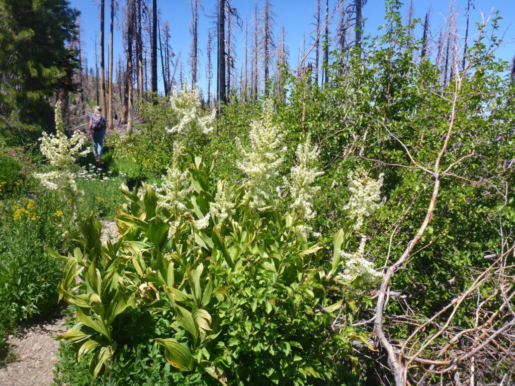 Green area on trail. D. Burk.