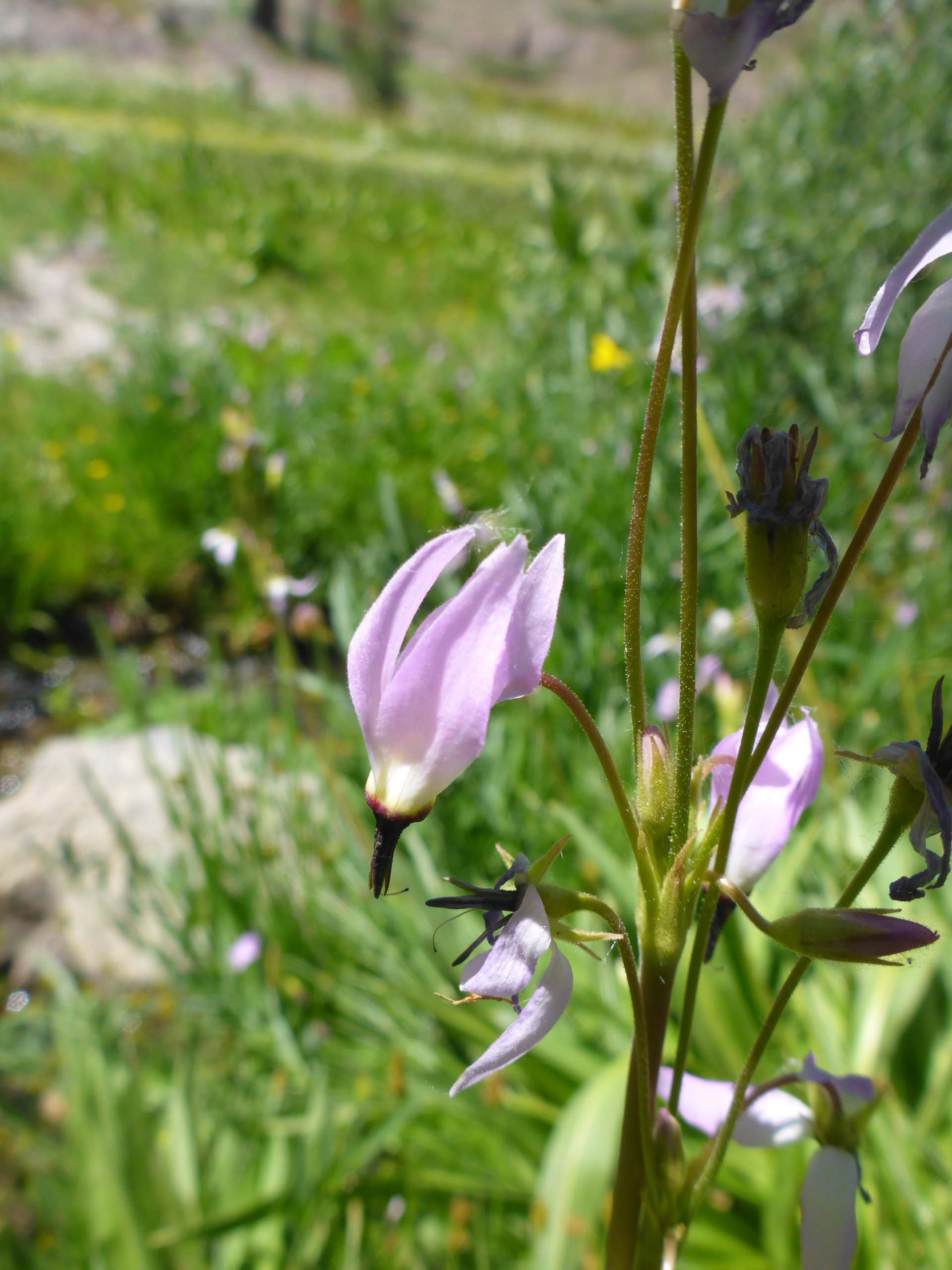 Jeffrey's shooting star close-up. D. Burk.