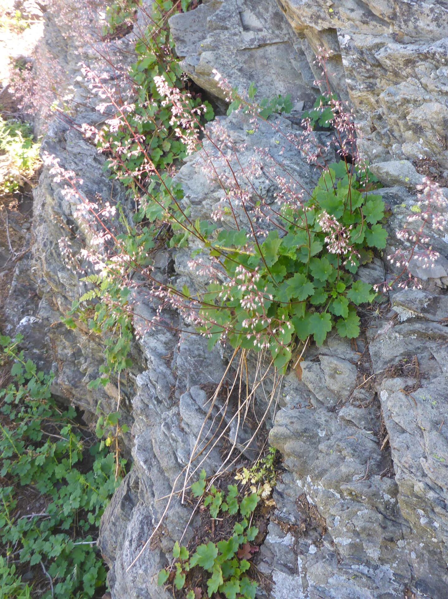 Crevice alumroot. D. Burk.